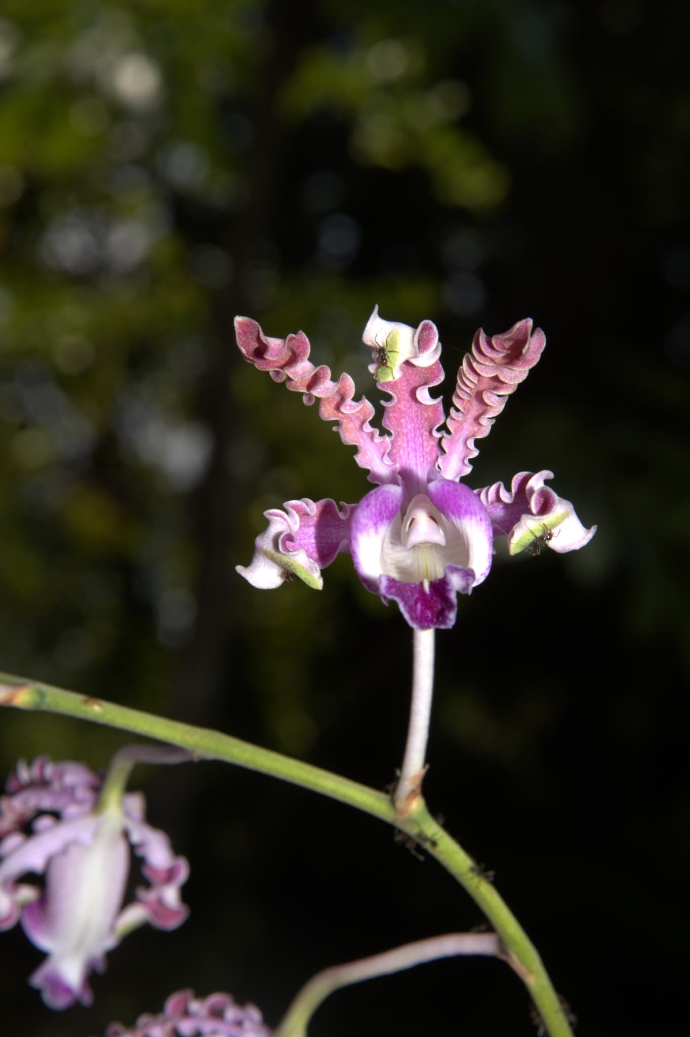 Orquídeas de Sian Ka'an: Un Maravilloso Tesoro Vegetal