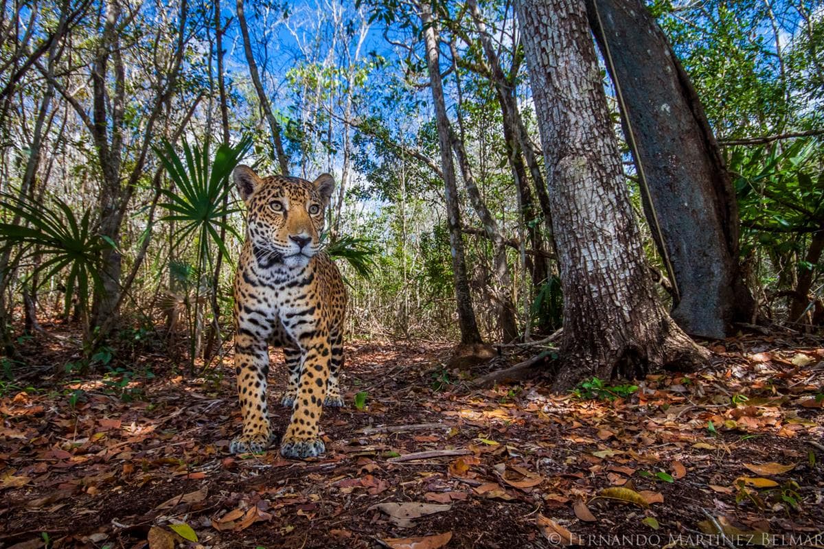 Jaguar: entre el mito y la extinción