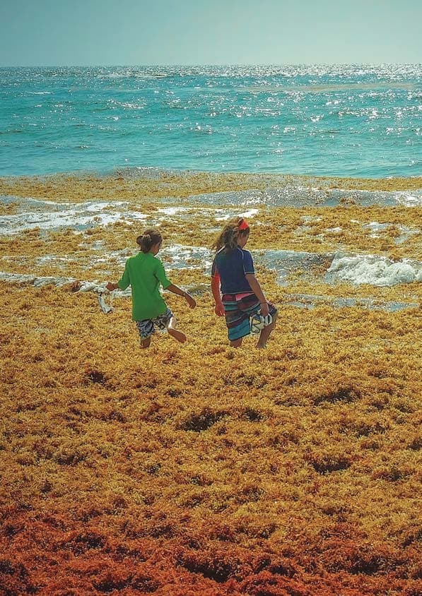 Mitos, supersticiones y verdades del sargazo