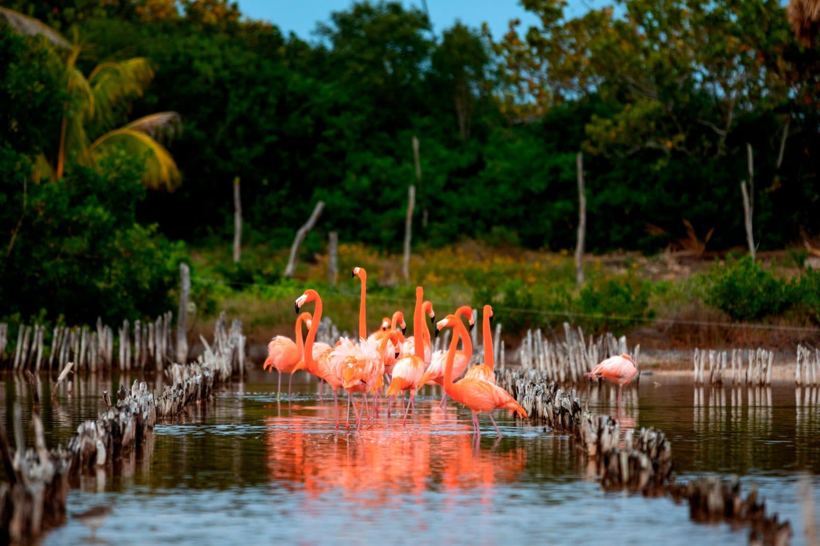 Reservorios de la biodiversidad de Yucatán