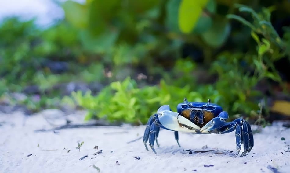 Cangrejo azul, una memoria olvidada