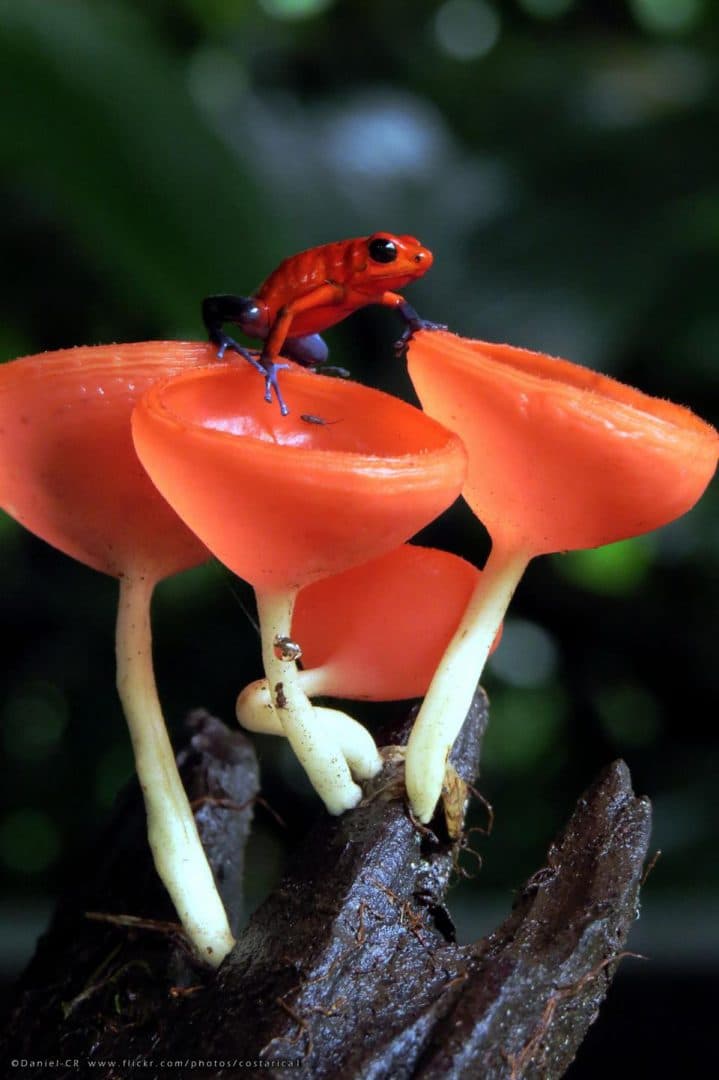 El nutritivo reino de los hongos