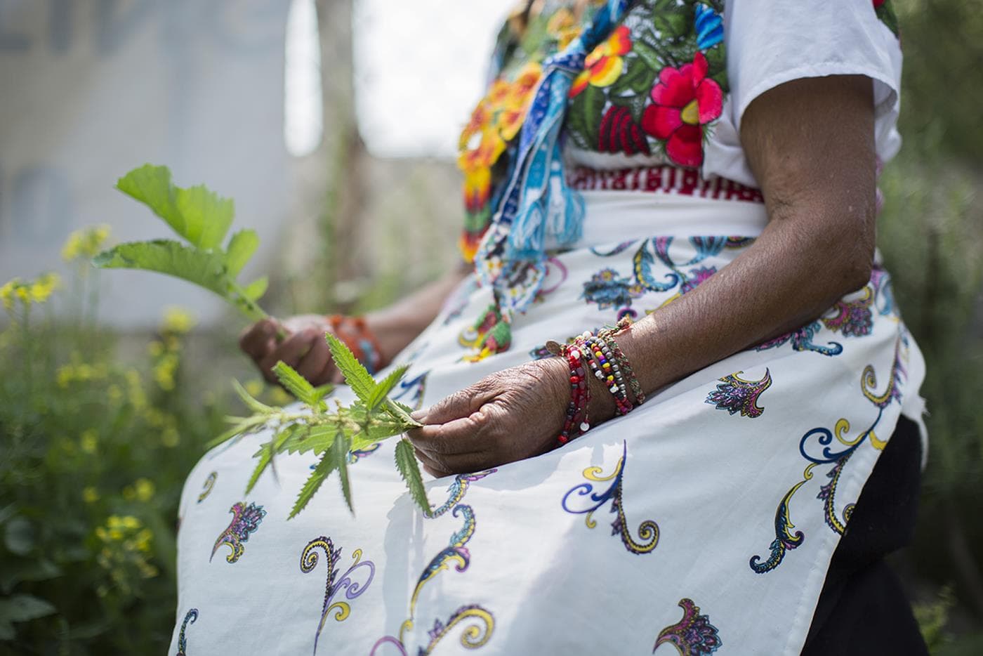 La herbolaria y los dones de las plantas