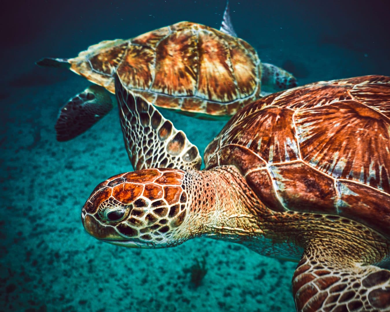 Biodiversidad en el Caribe Mexicano