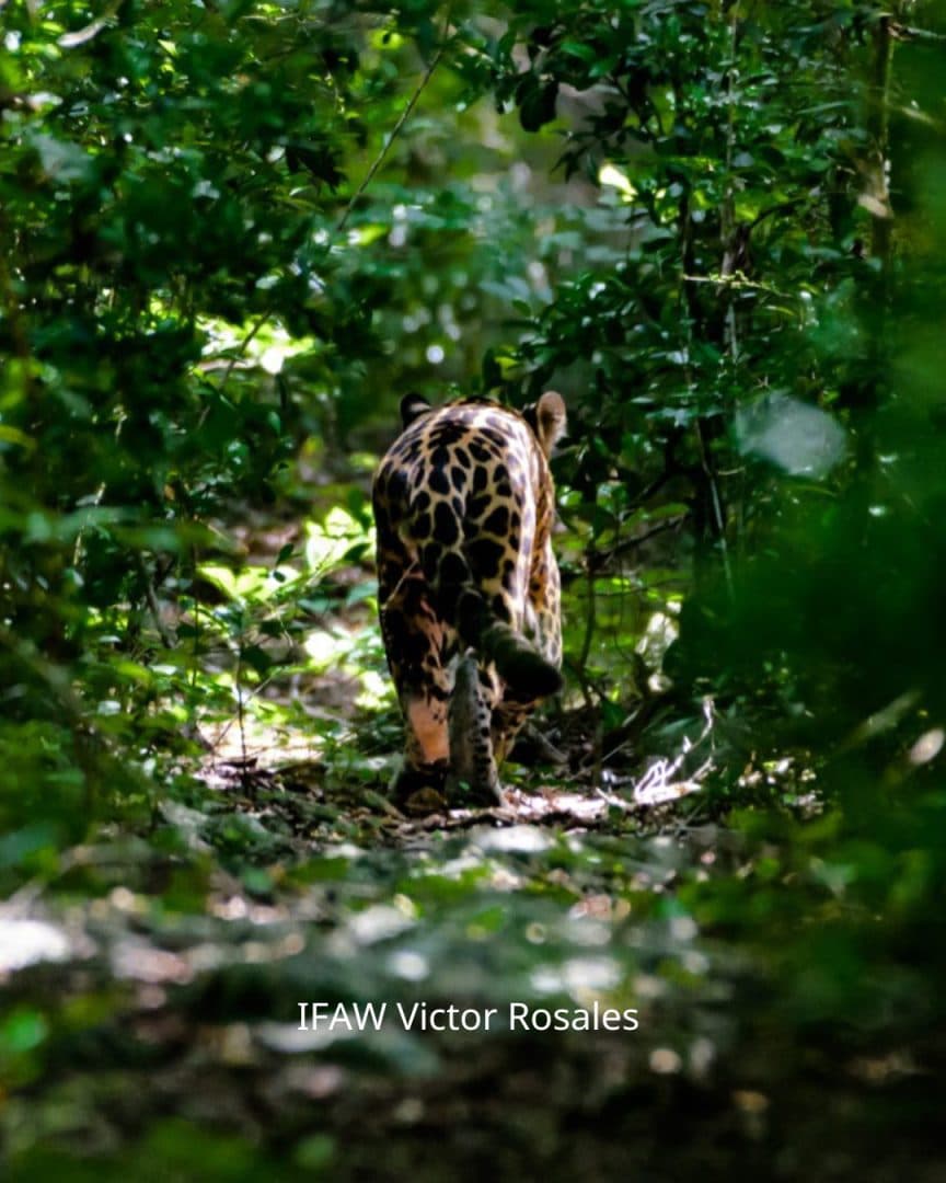 Sian Ka’an: donde nace el cielo, santuario de vida