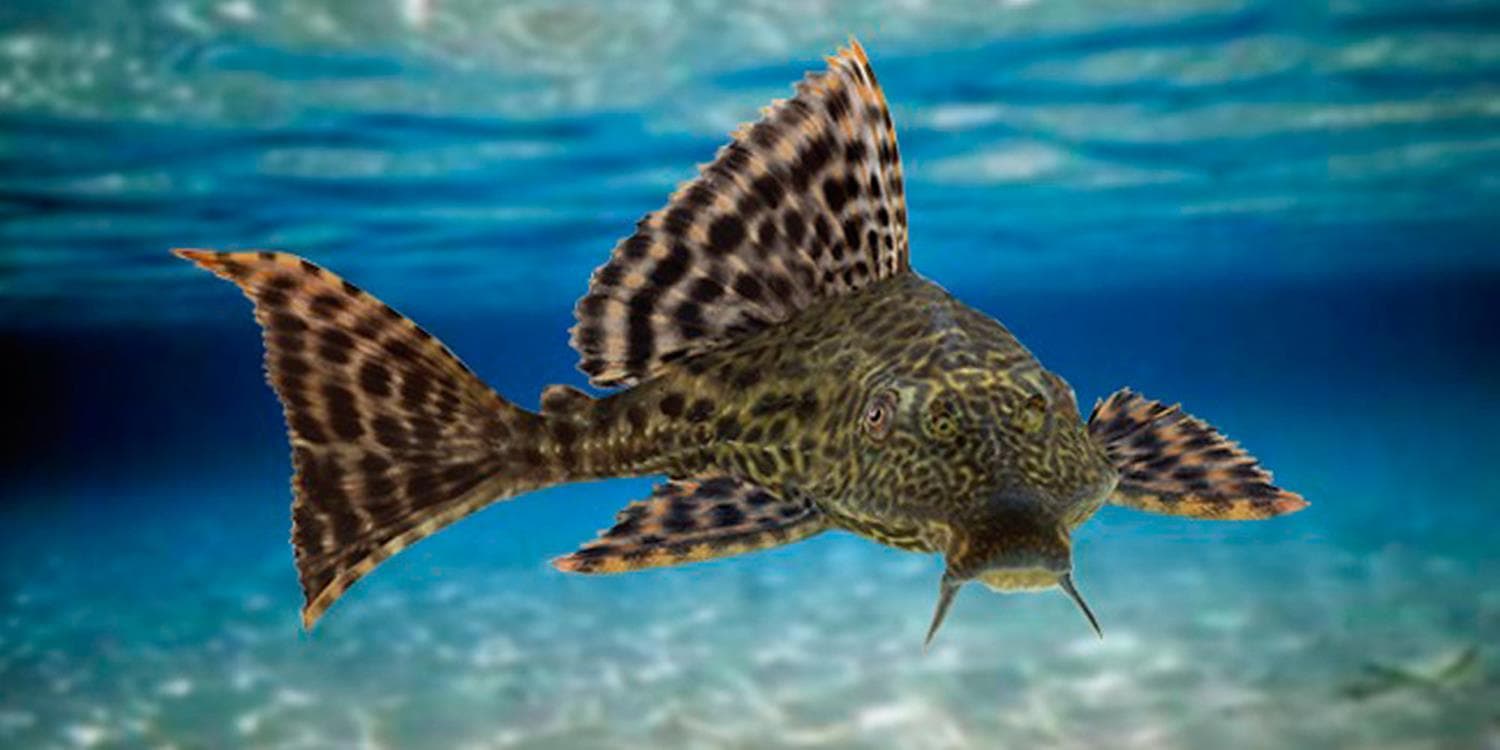 El pez diablo, una invasión silenciosa