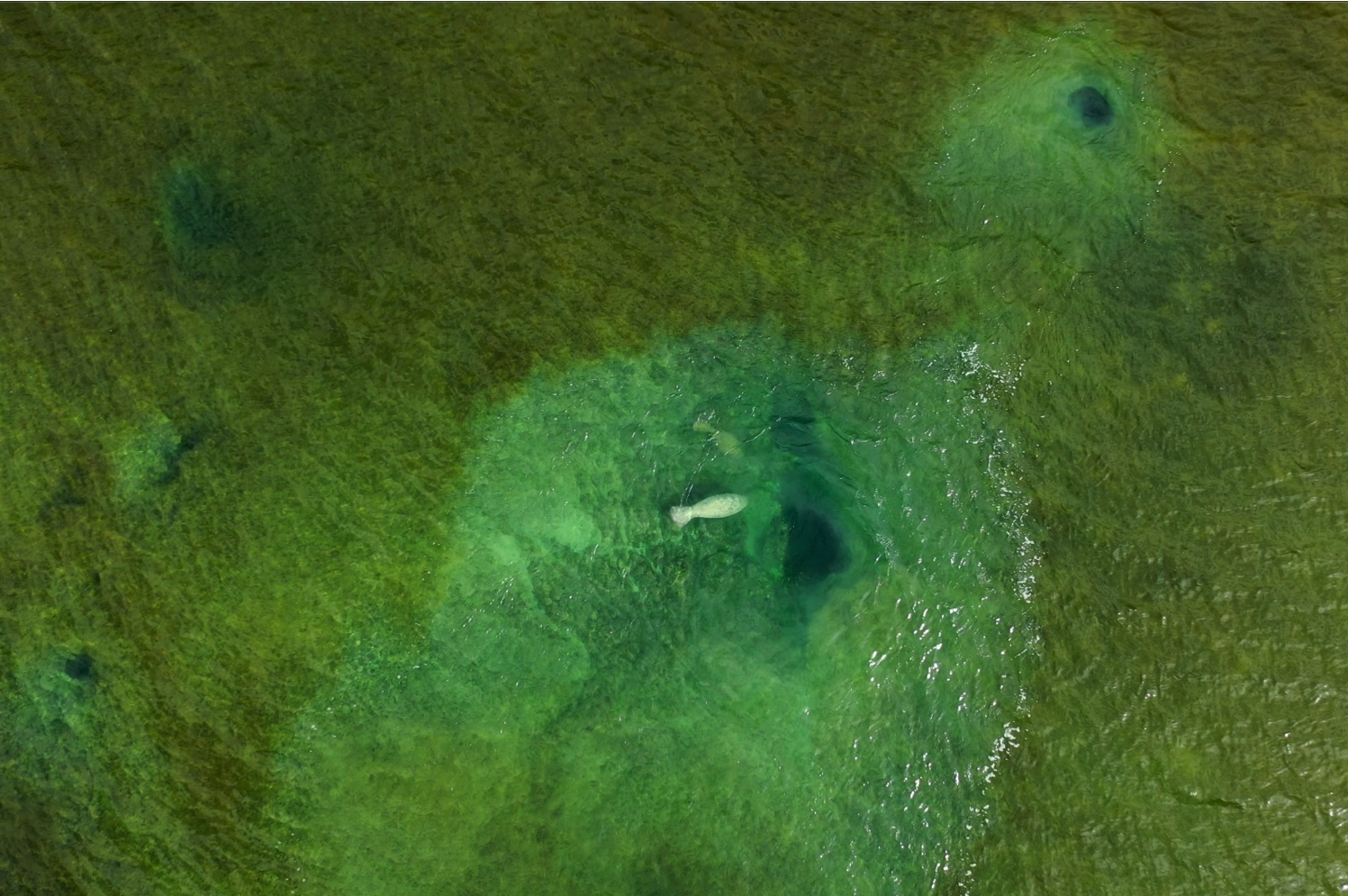 La Reserva de la Biósfera de Sian Ka’an: Refugio Favorito de Delfines y Manatíes