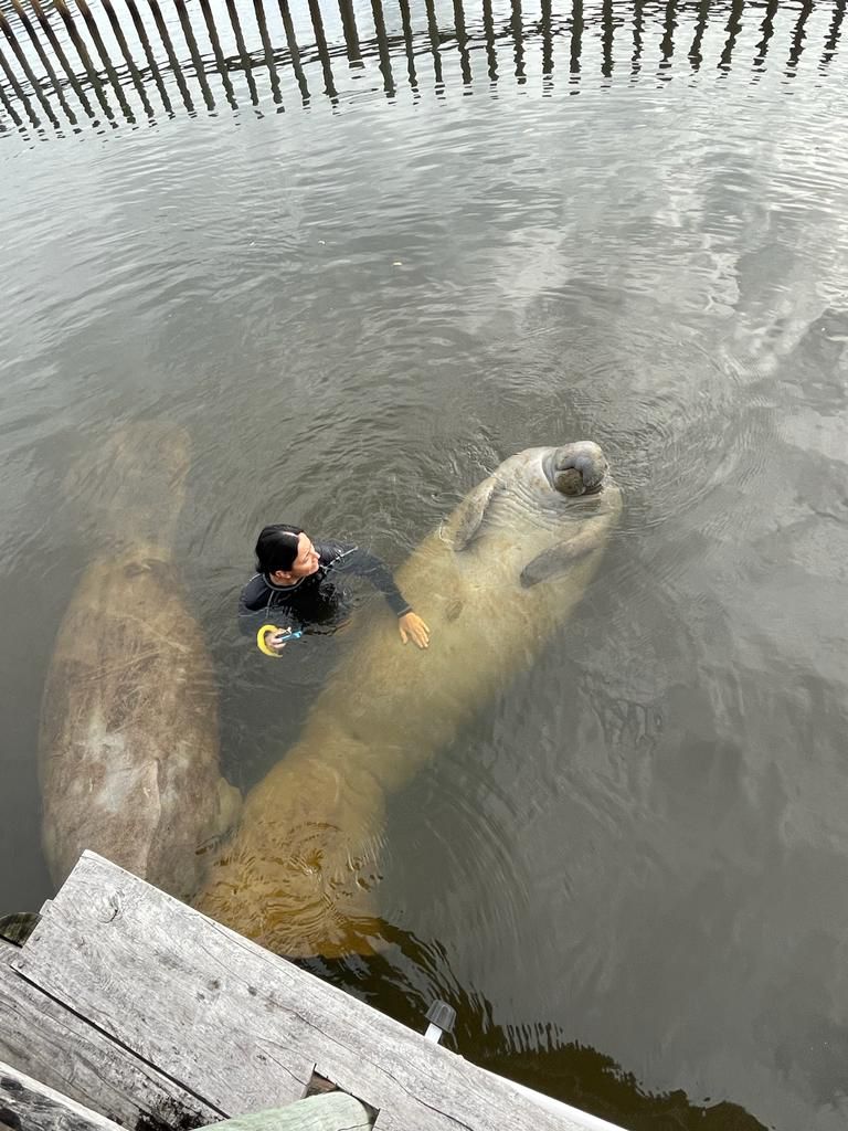 La Reserva de la Biósfera de Sian Ka’an: Refugio Favorito de Delfines y Manatíes