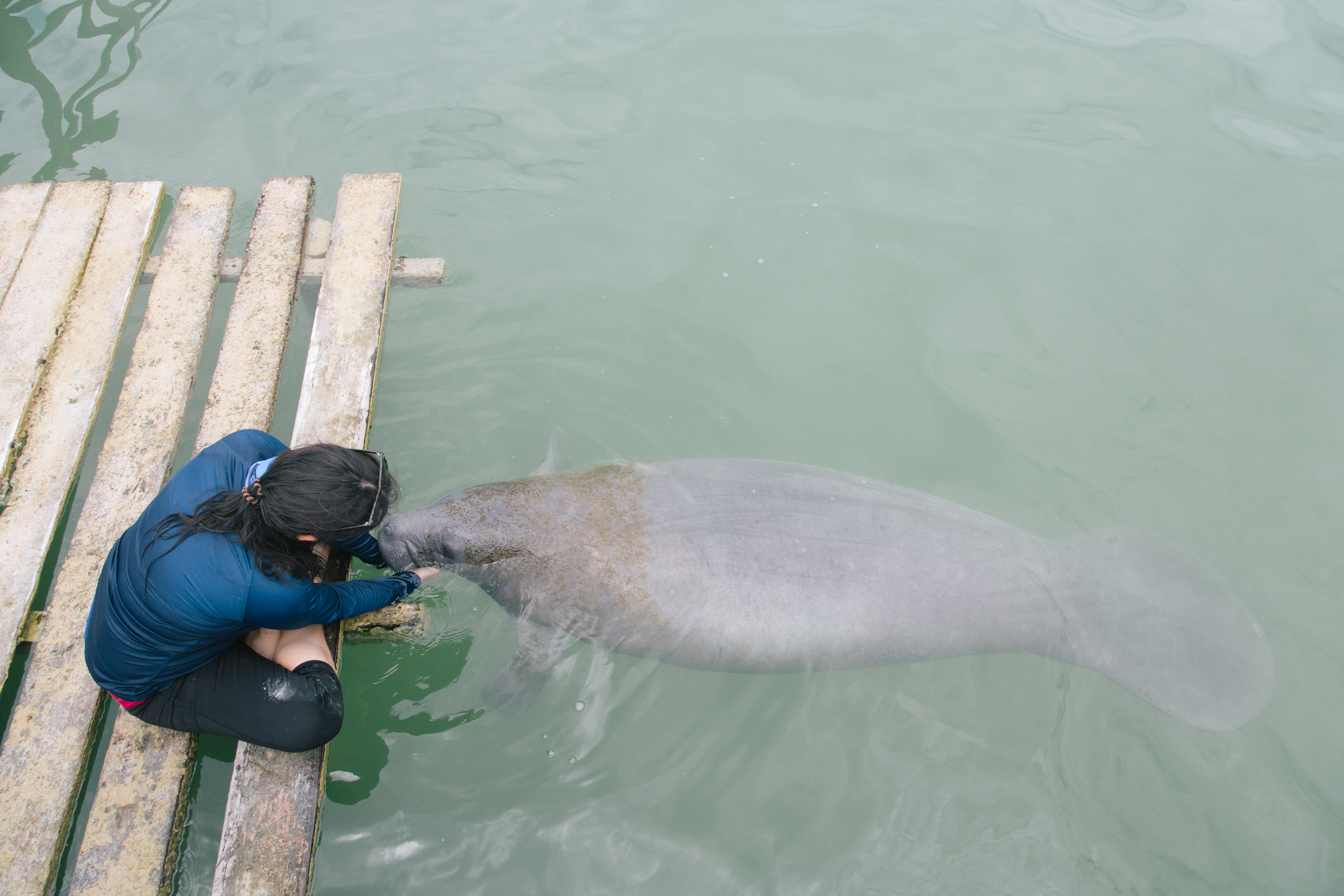 La Reserva de la Biósfera de Sian Ka’an: Refugio Favorito de Delfines y Manatíes