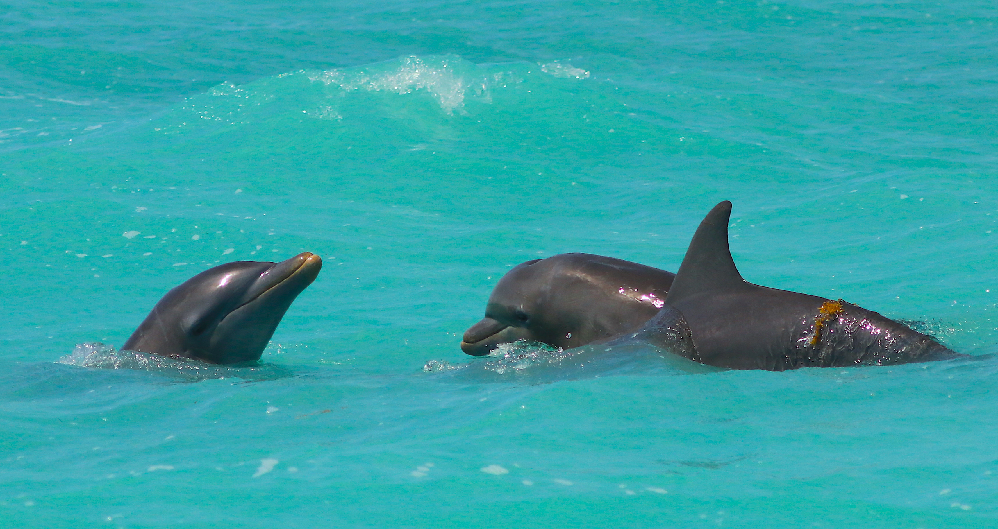 La Reserva de la Biósfera de Sian Ka’an: Refugio Favorito de Delfines y Manatíes