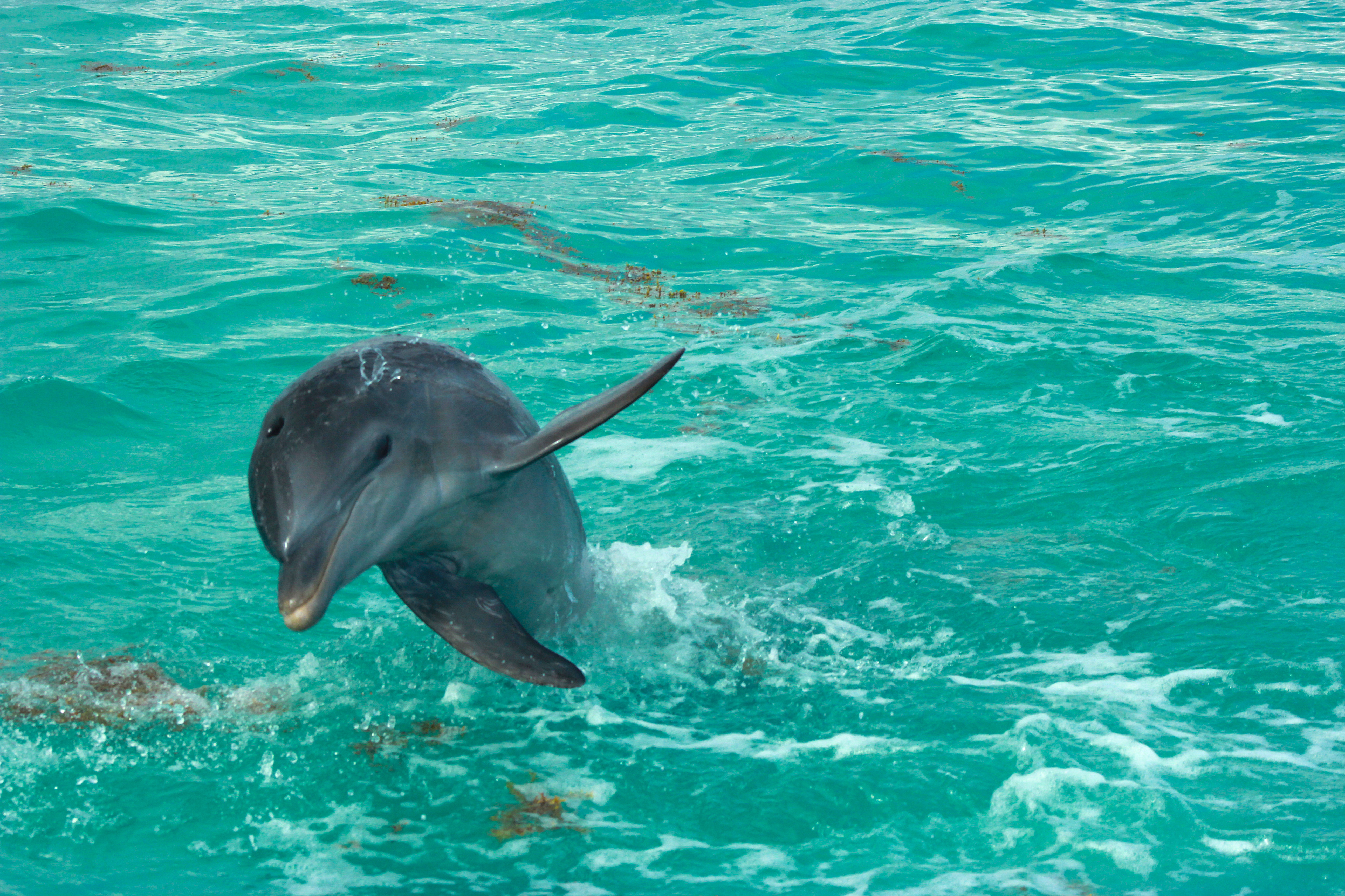La Reserva de la Biósfera de Sian Ka’an: Refugio Favorito de Delfines y Manatíes