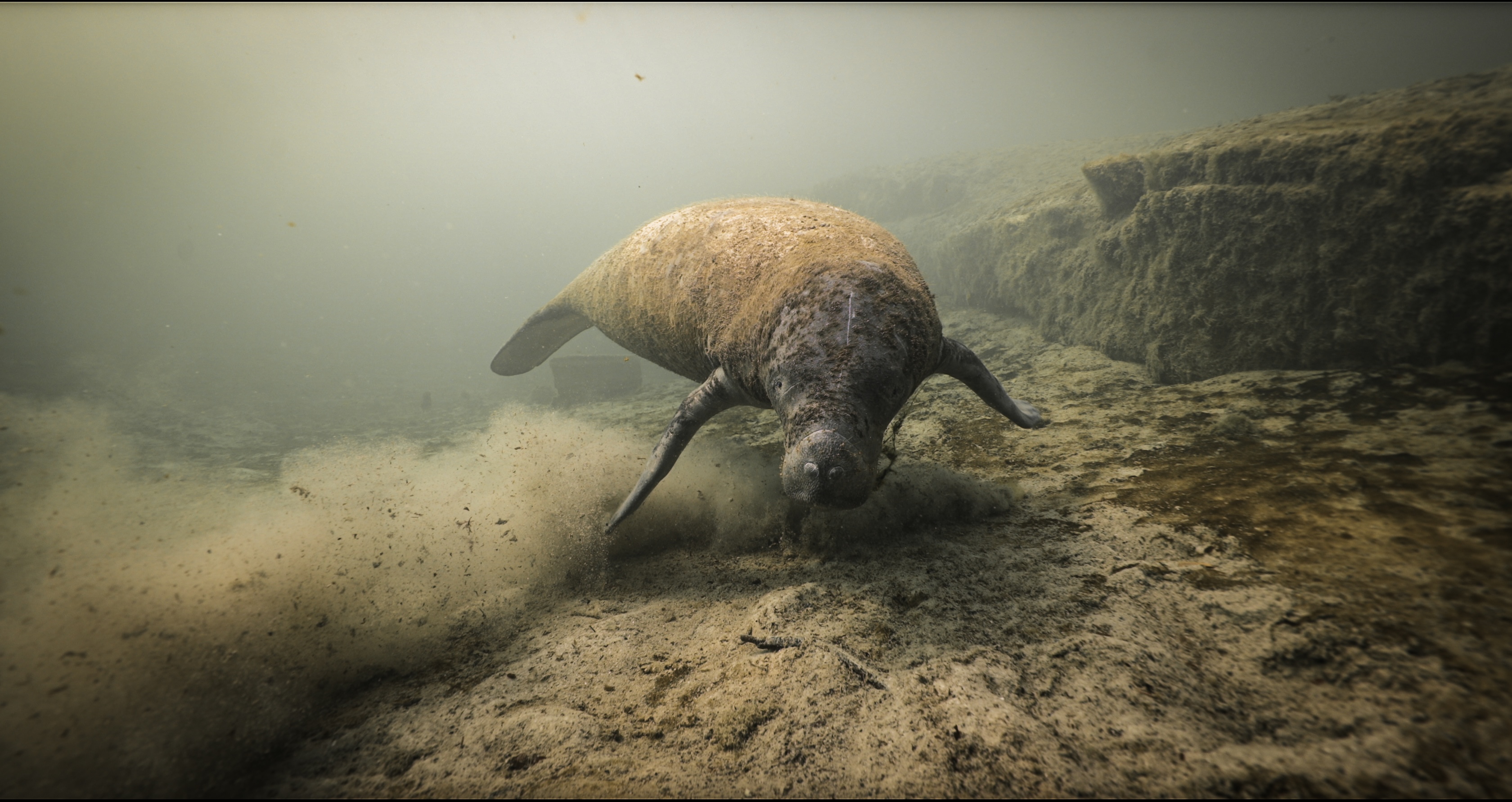 La Reserva de la Biósfera de Sian Ka’an: Refugio Favorito de Delfines y Manatíes