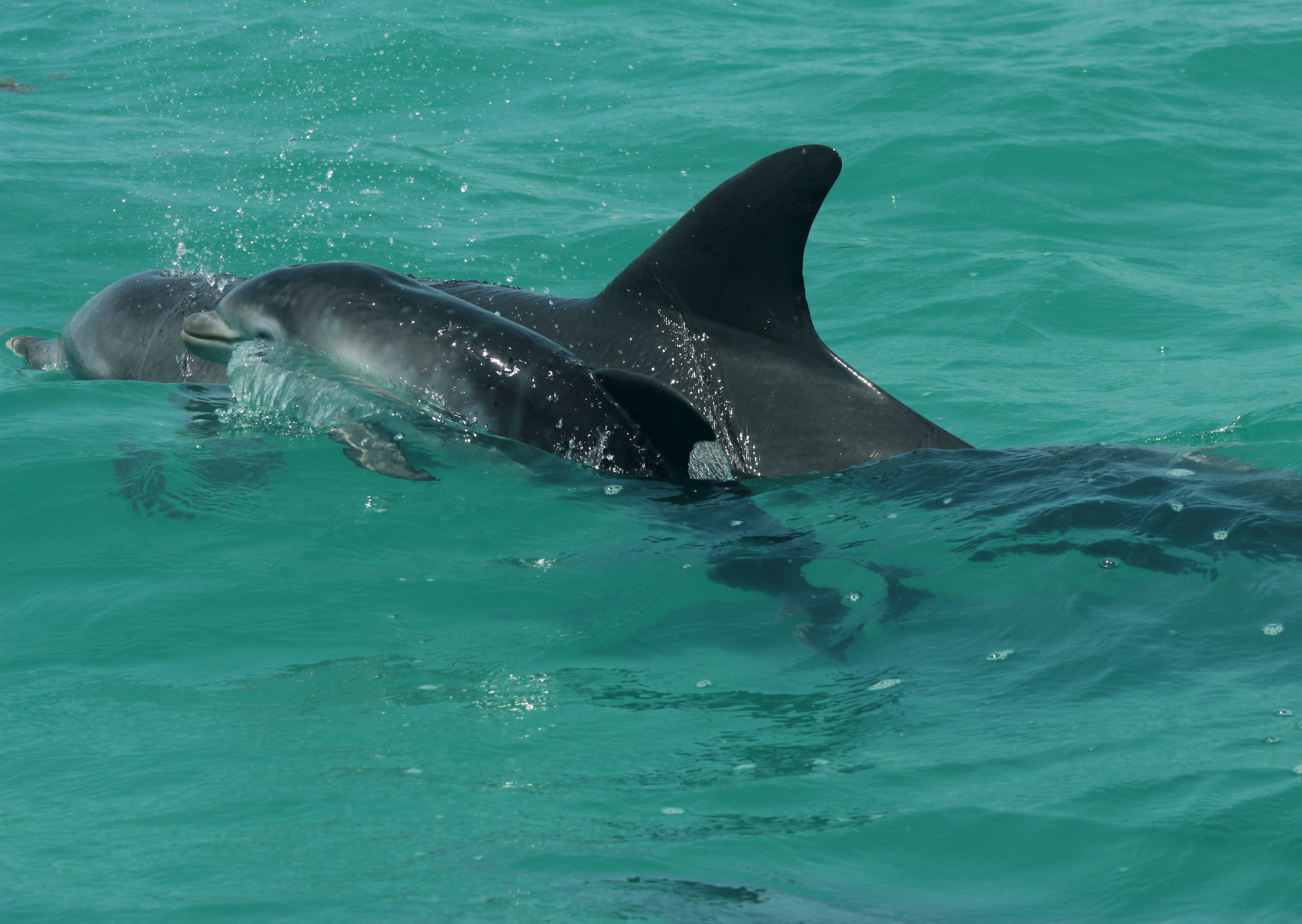 La Reserva de la Biósfera de Sian Ka’an: Refugio Favorito de Delfines y Manatíes