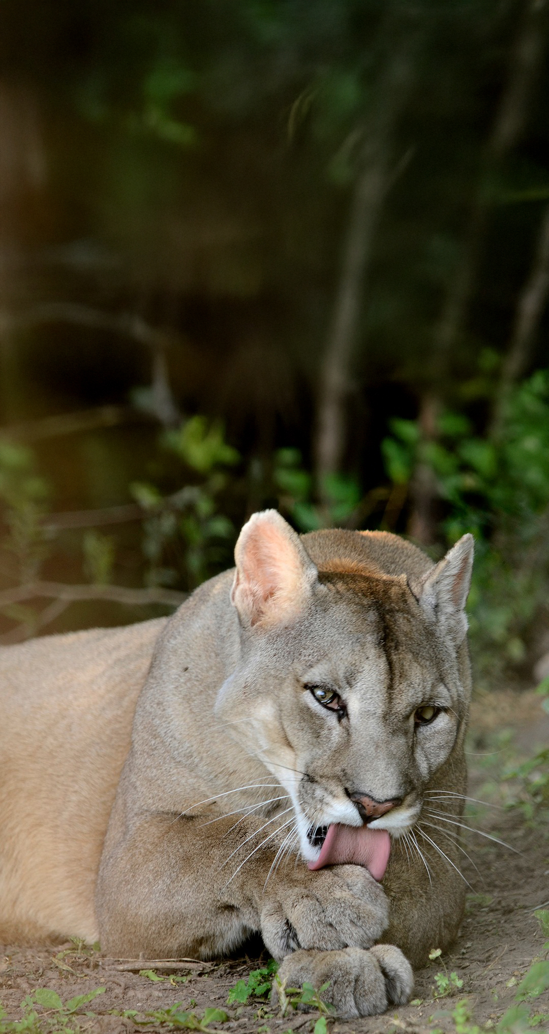 Los Cinco Magníficos: Felinos Que Mantienen el Equilibrio en Sian Ka'an