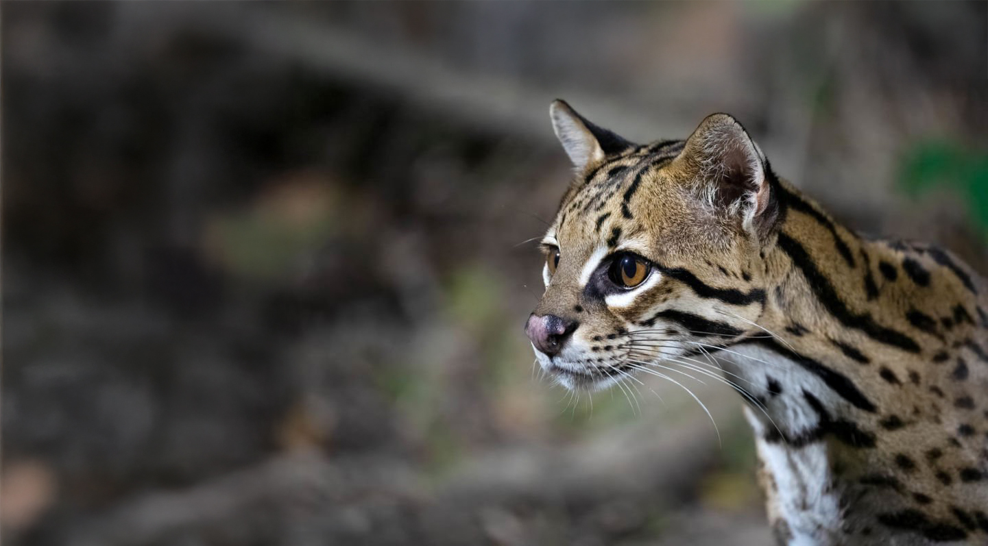 Los Cinco Magníficos: Felinos Que Mantienen el Equilibrio en Sian Ka'an