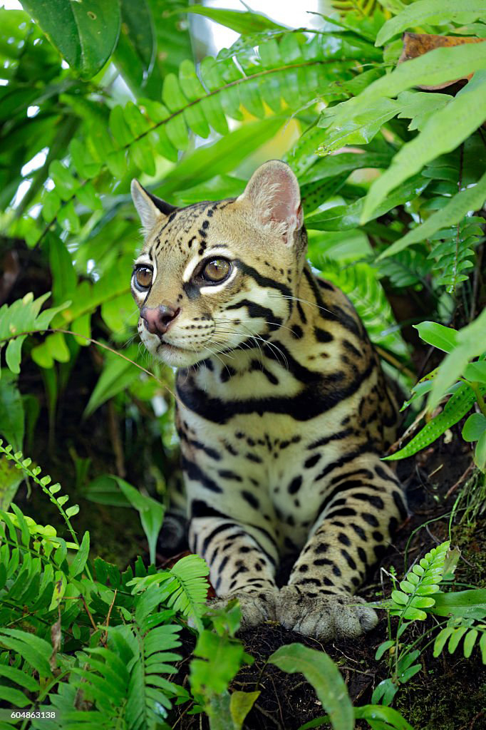 Los Cinco Magníficos: Felinos Que Mantienen el Equilibrio en Sian Ka'an