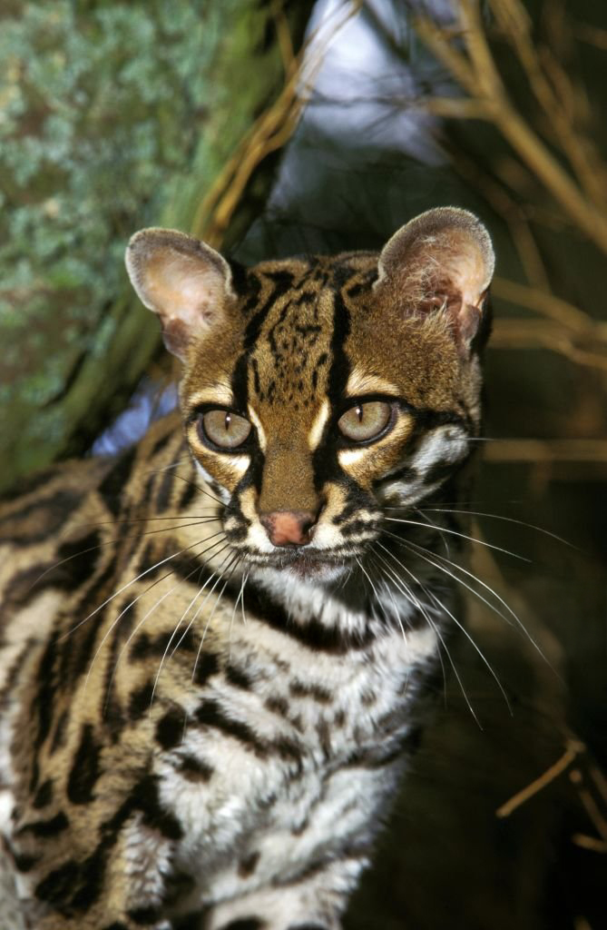 Los Cinco Magníficos: Felinos Que Mantienen el Equilibrio en Sian Ka'an