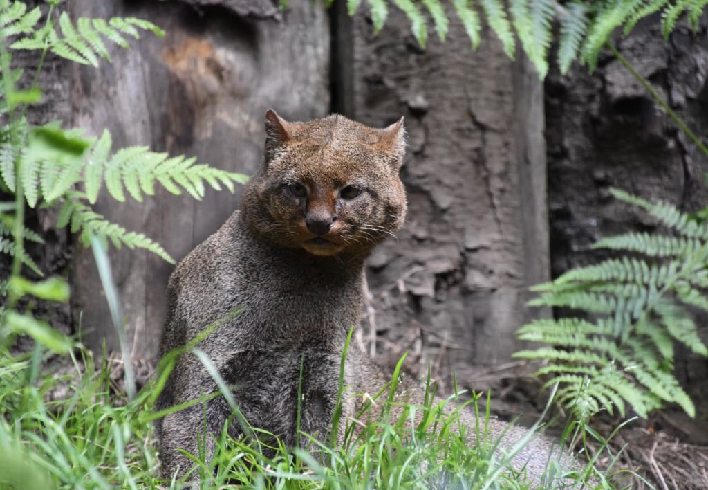Los Cinco Magníficos: Felinos Que Mantienen el Equilibrio en Sian Ka'an
