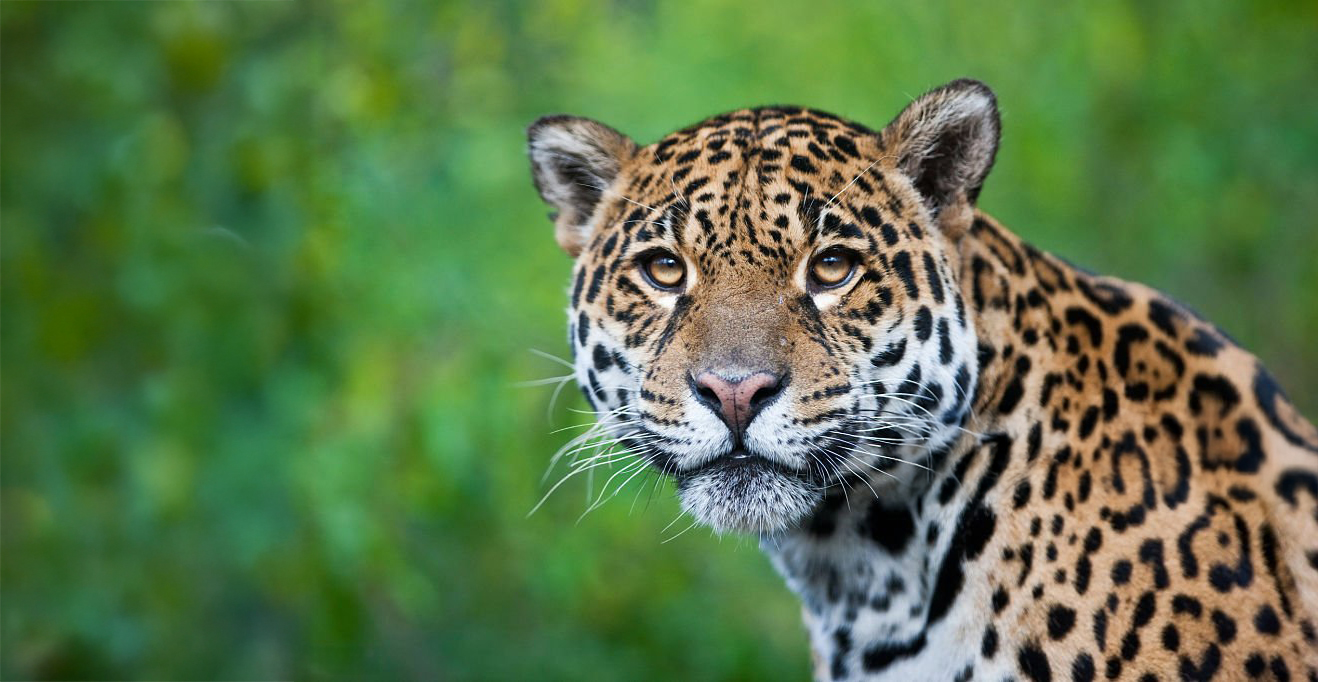 Los Cinco Magníficos: Felinos Que Mantienen el Equilibrio en Sian Ka'an