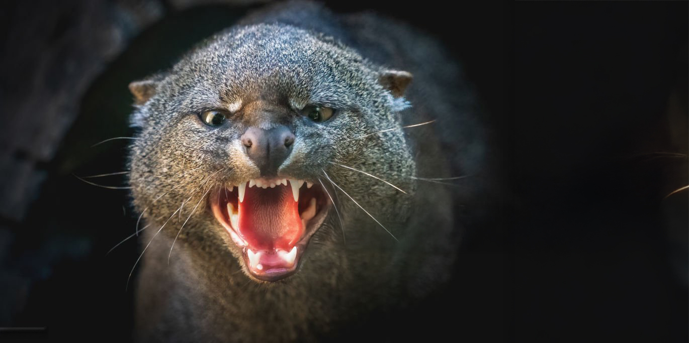 Los Cinco Magníficos: Felinos Que Mantienen el Equilibrio en Sian Ka'an