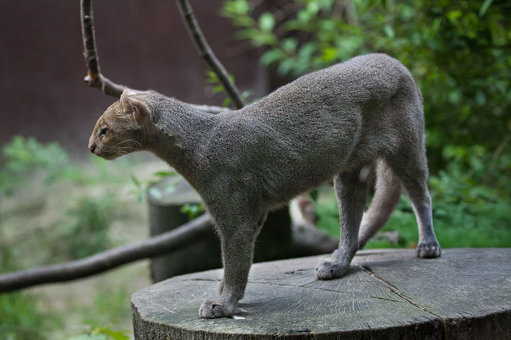 Los Cinco Magníficos: Felinos Que Mantienen el Equilibrio en Sian Ka'an