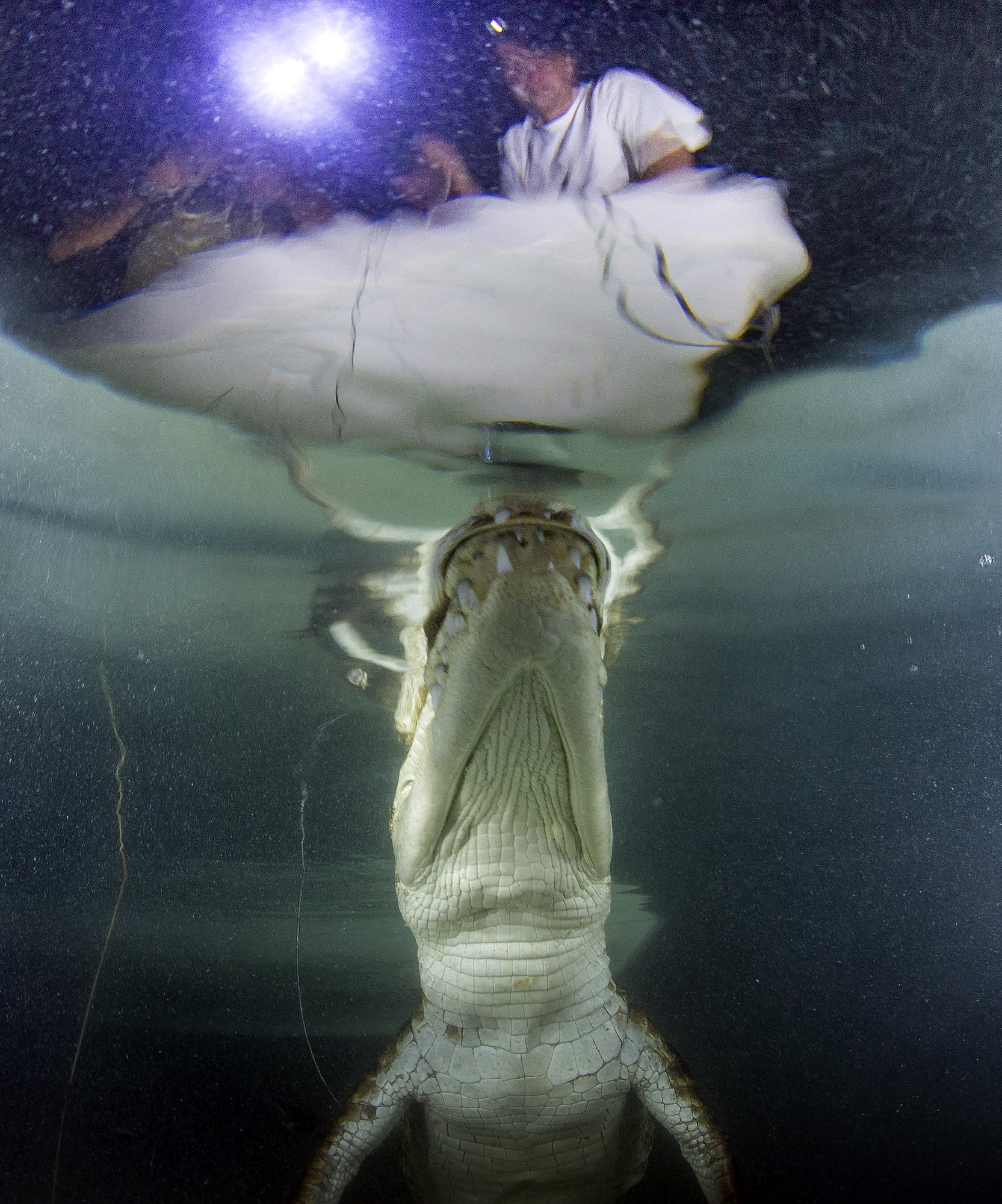 Los Cocodrilos de Sian Ka'an