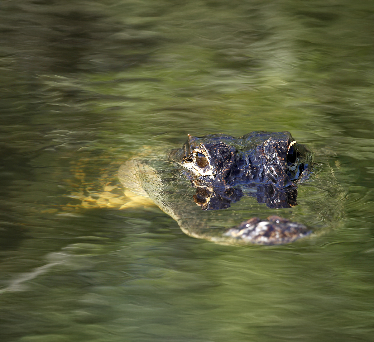 Los Cocodrilos de Sian Ka'an