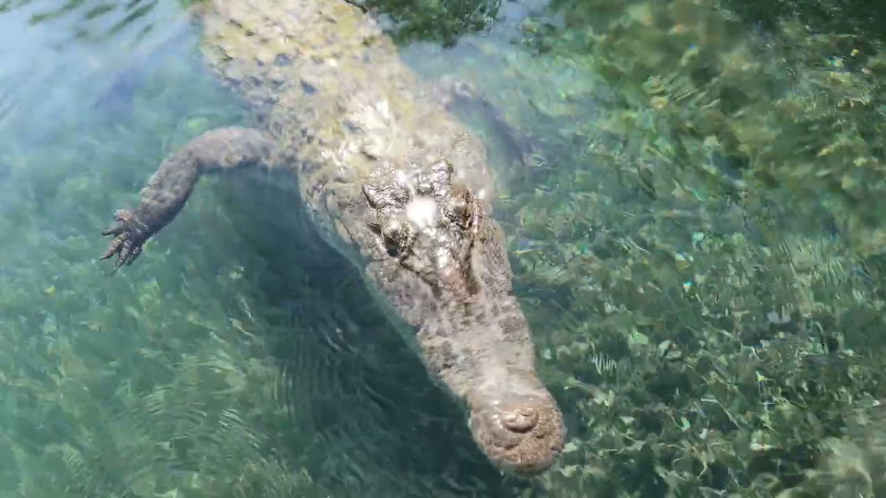 Los Cocodrilos de Sian Ka'an