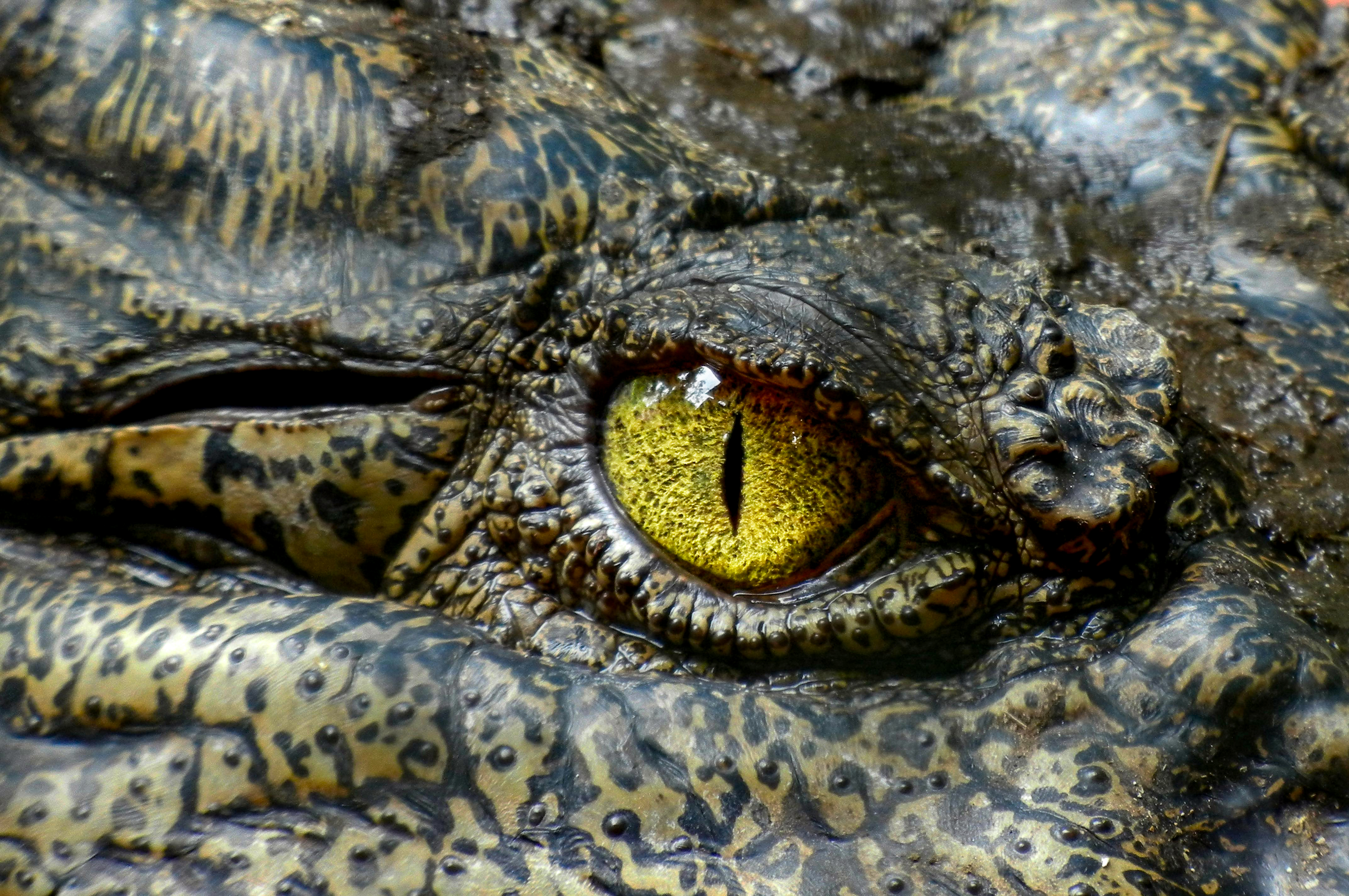 Los Cocodrilos de Sian Ka'an