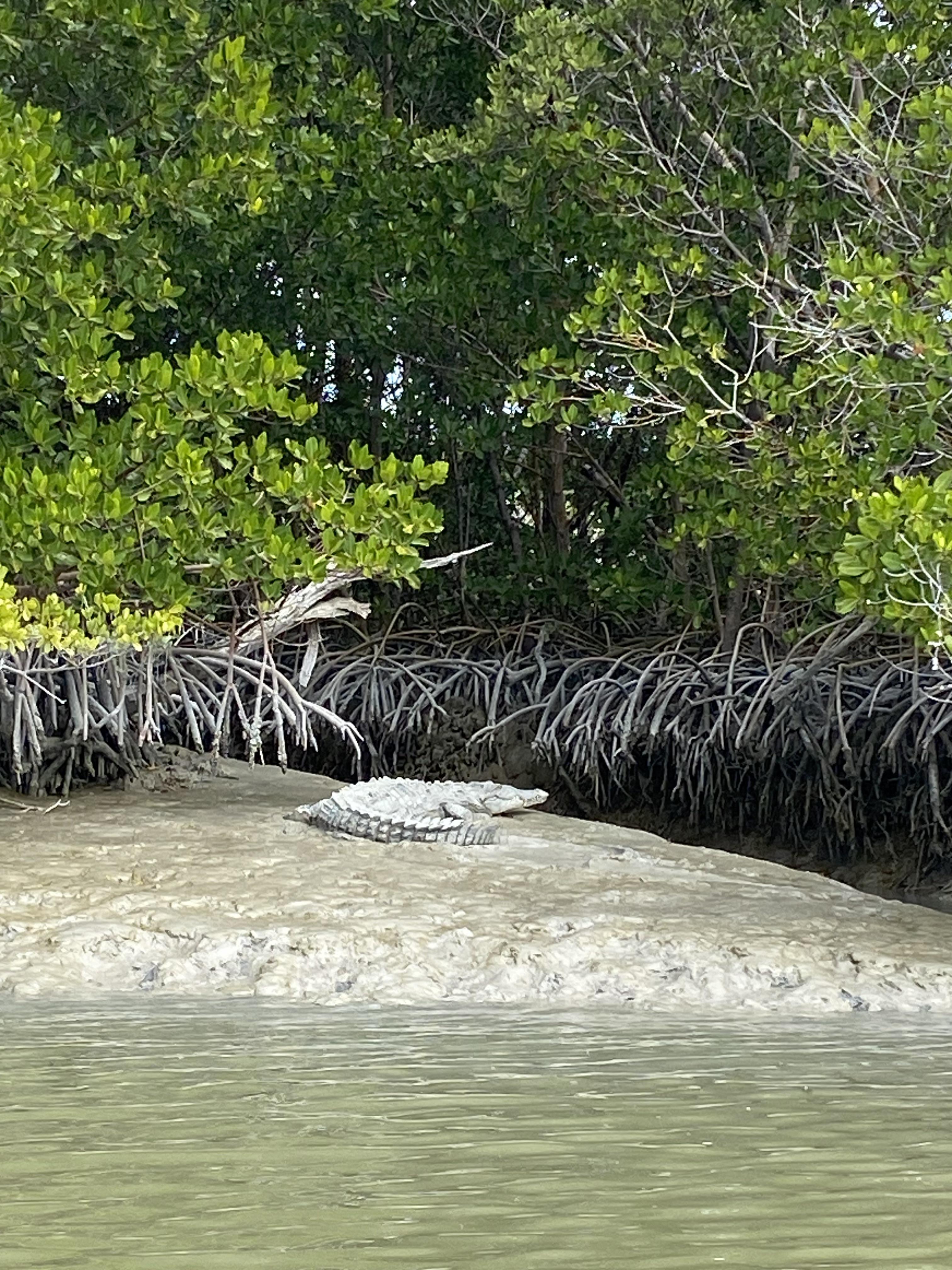 Los Cocodrilos de Sian Ka'an