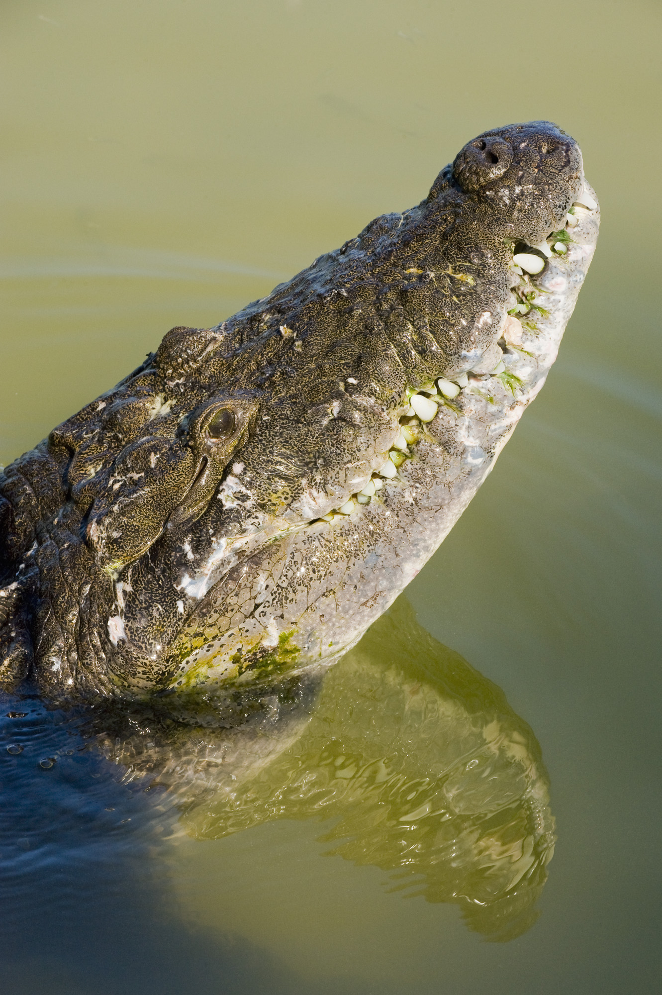Los Cocodrilos de Sian Ka'an