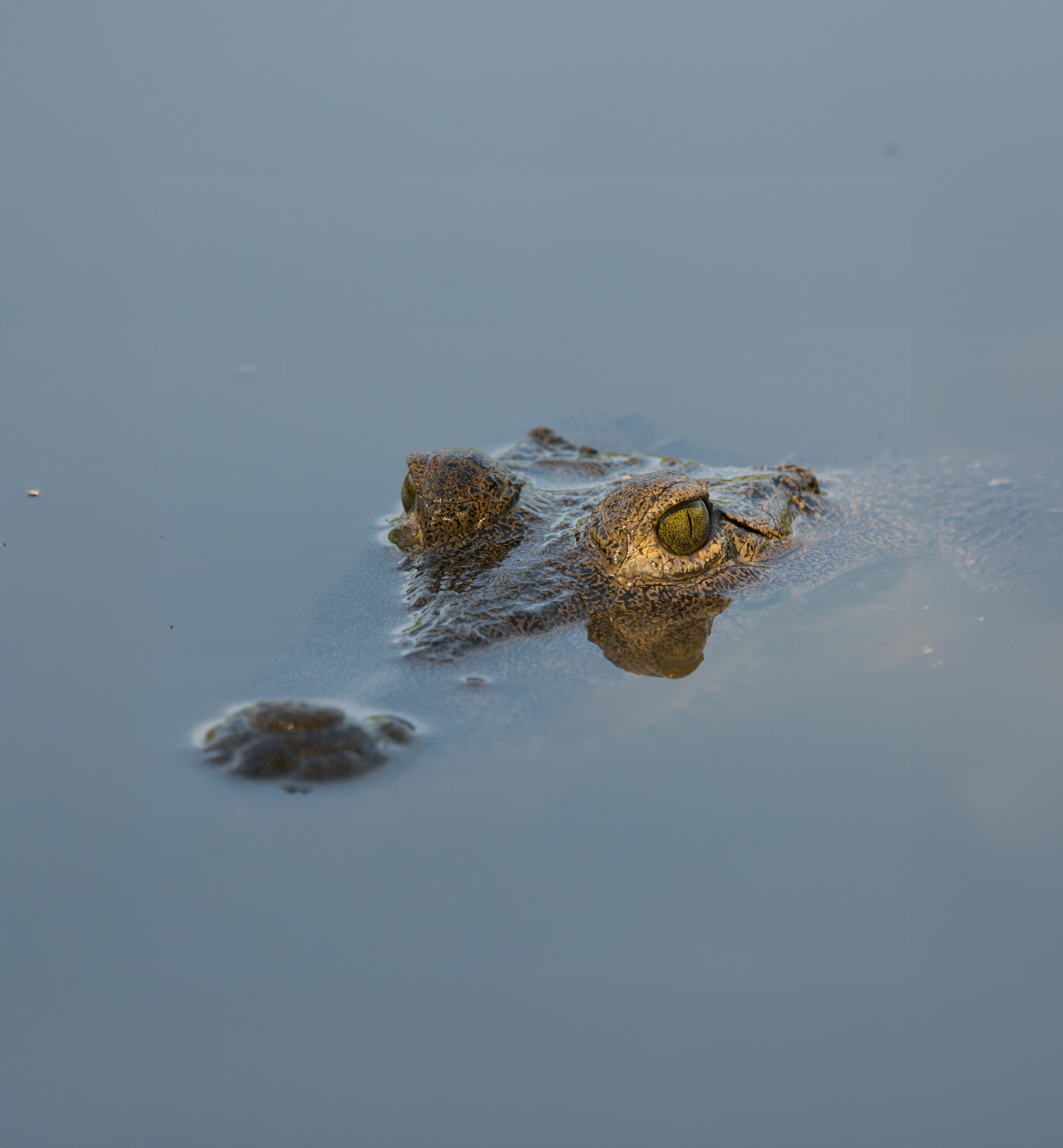 Los Cocodrilos de Sian Ka'an