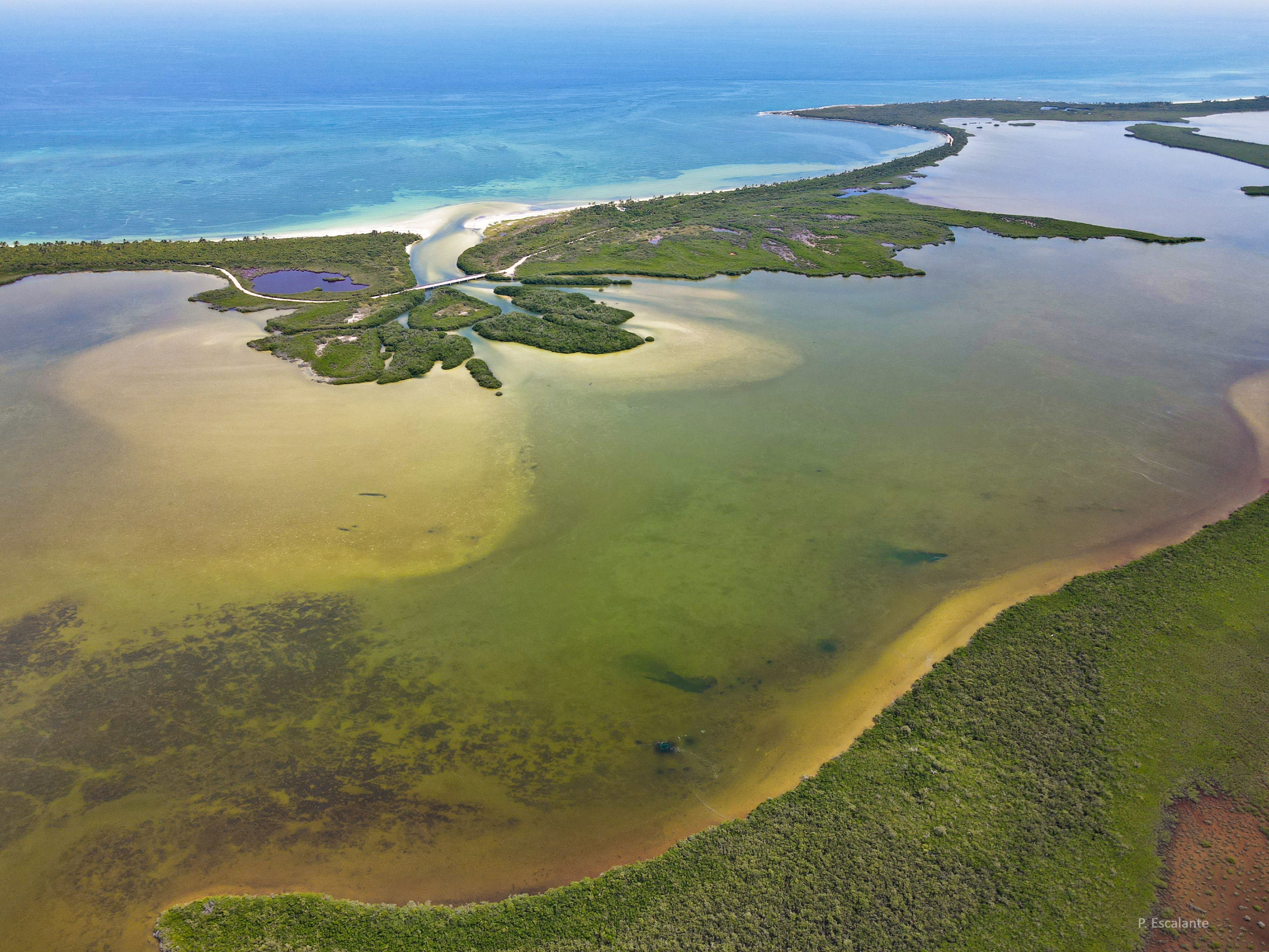 Los Cocodrilos de Sian Ka'an