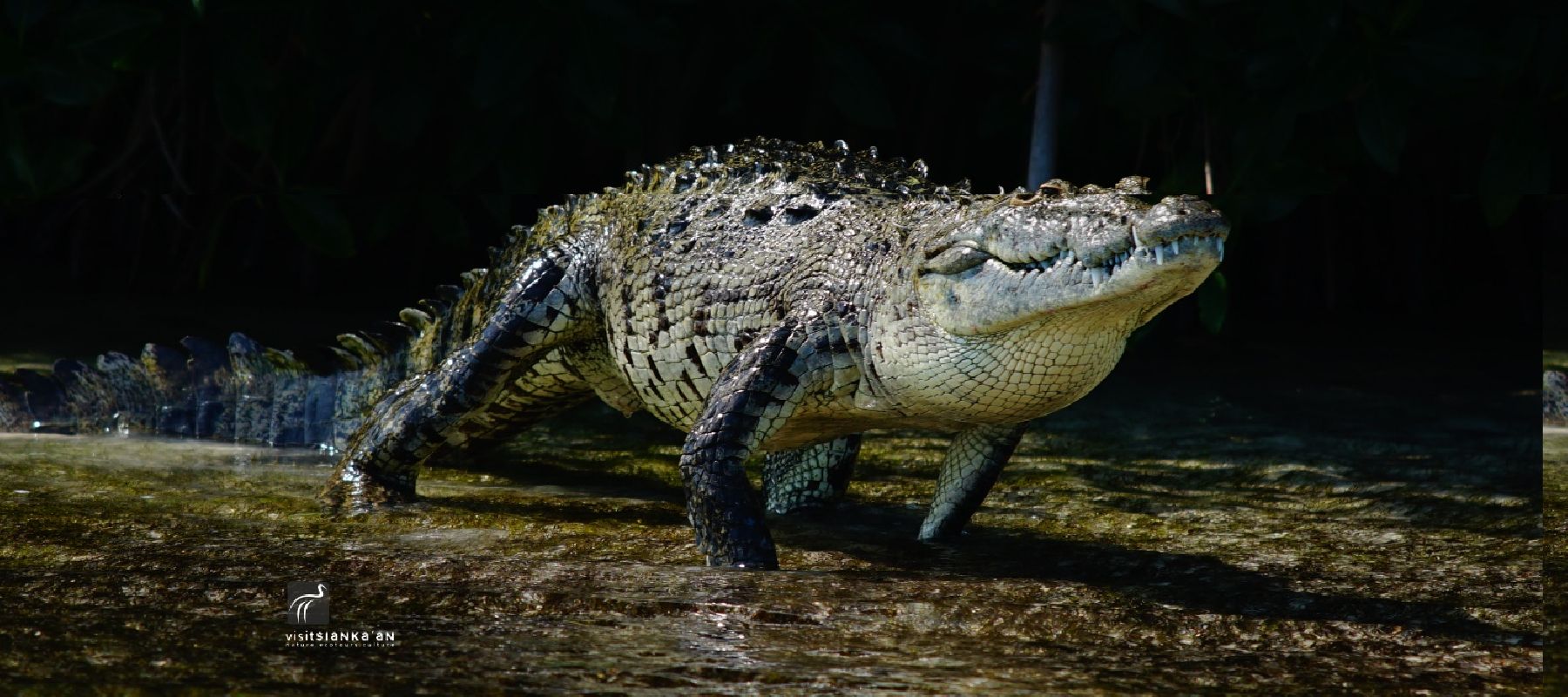 Los Cocodrilos de Sian Ka'an