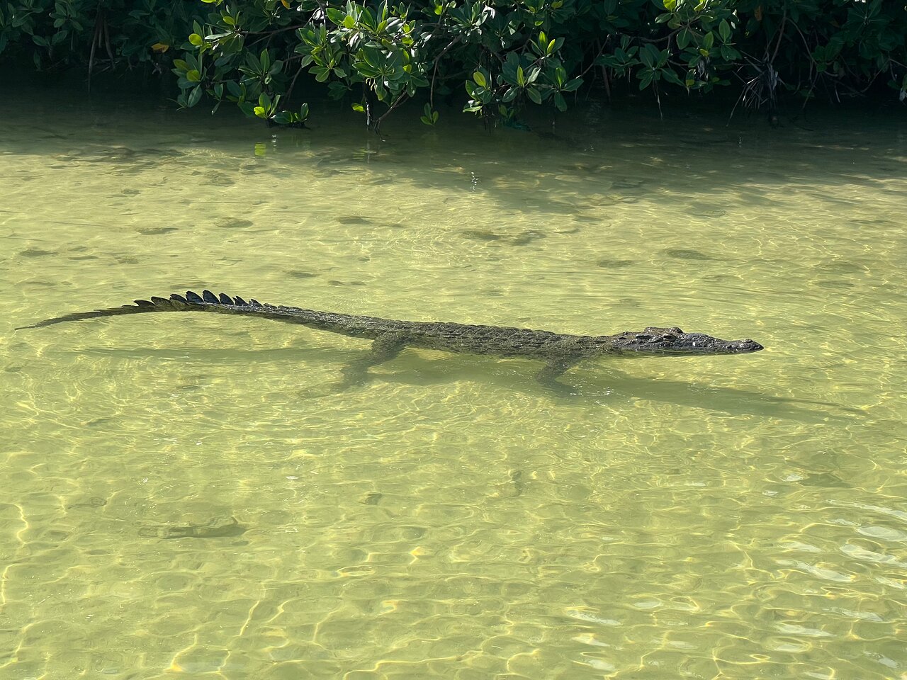 Los Cocodrilos de Sian Ka'an