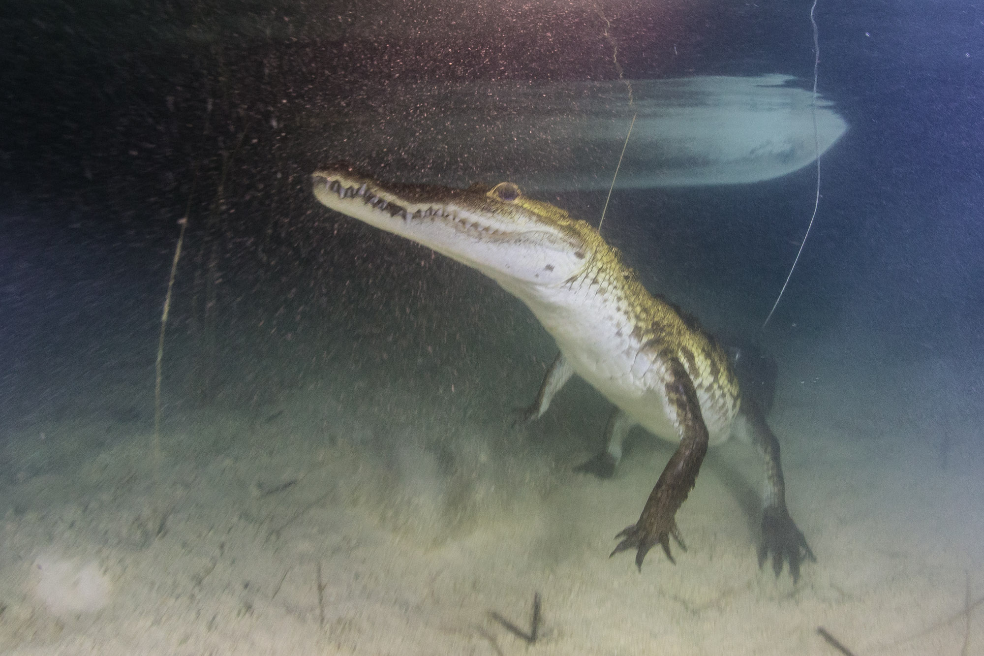 Los Cocodrilos de Sian Ka'an