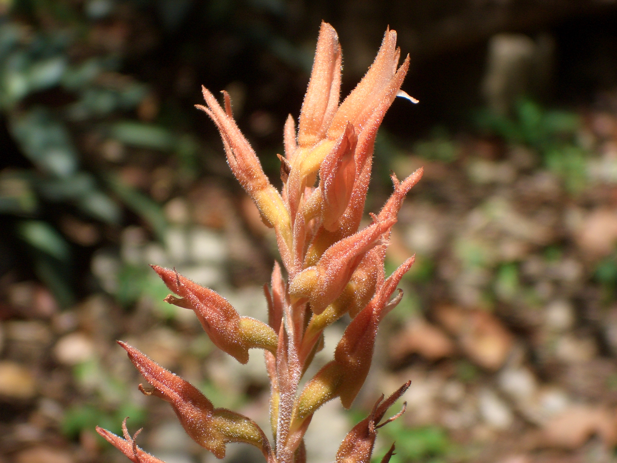 Orquídeas de Sian Ka'an, Un Maravillosos Tesoro Vegetal