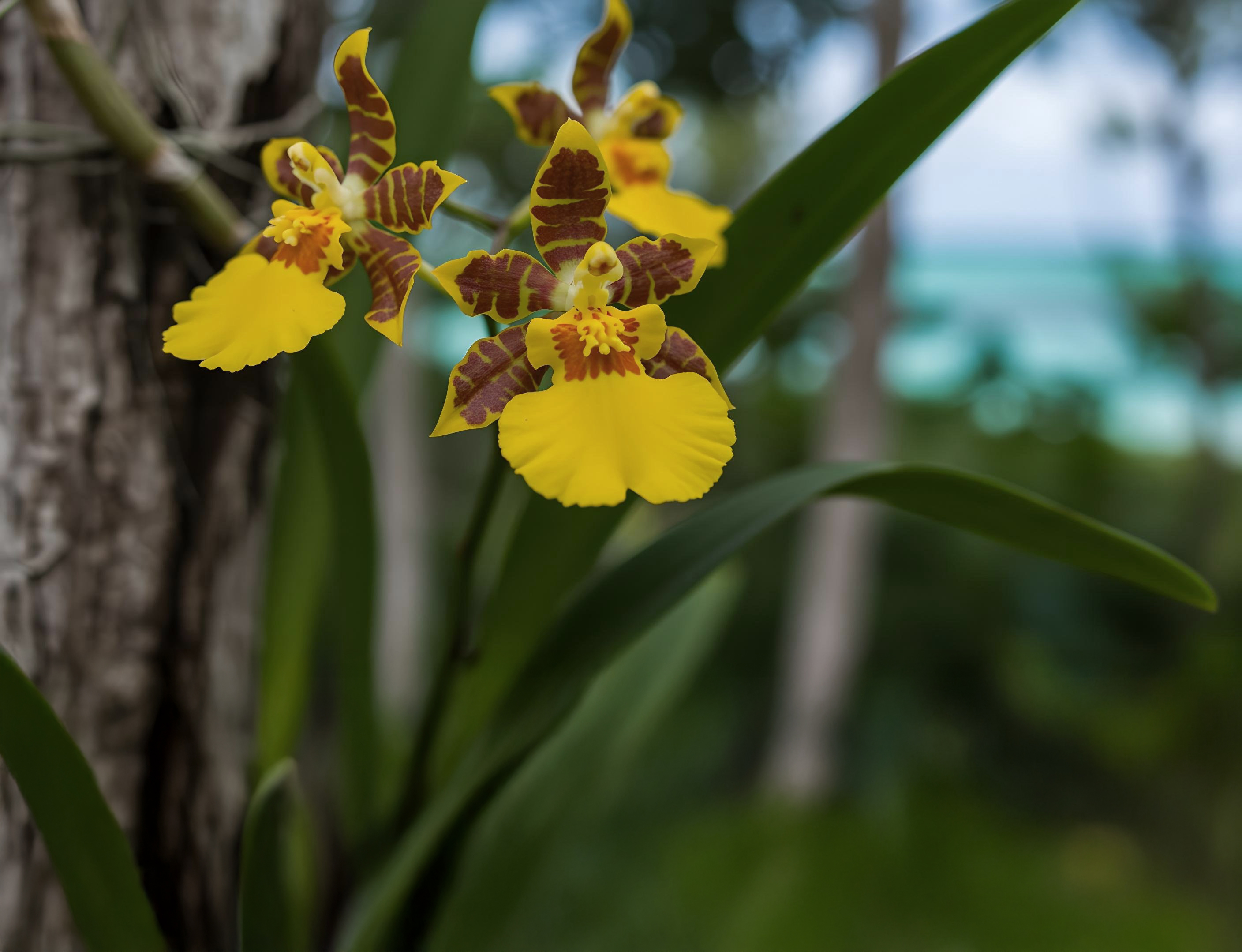 Orquídeas de Sian Ka'an, Un Maravillosos Tesoro Vegetal