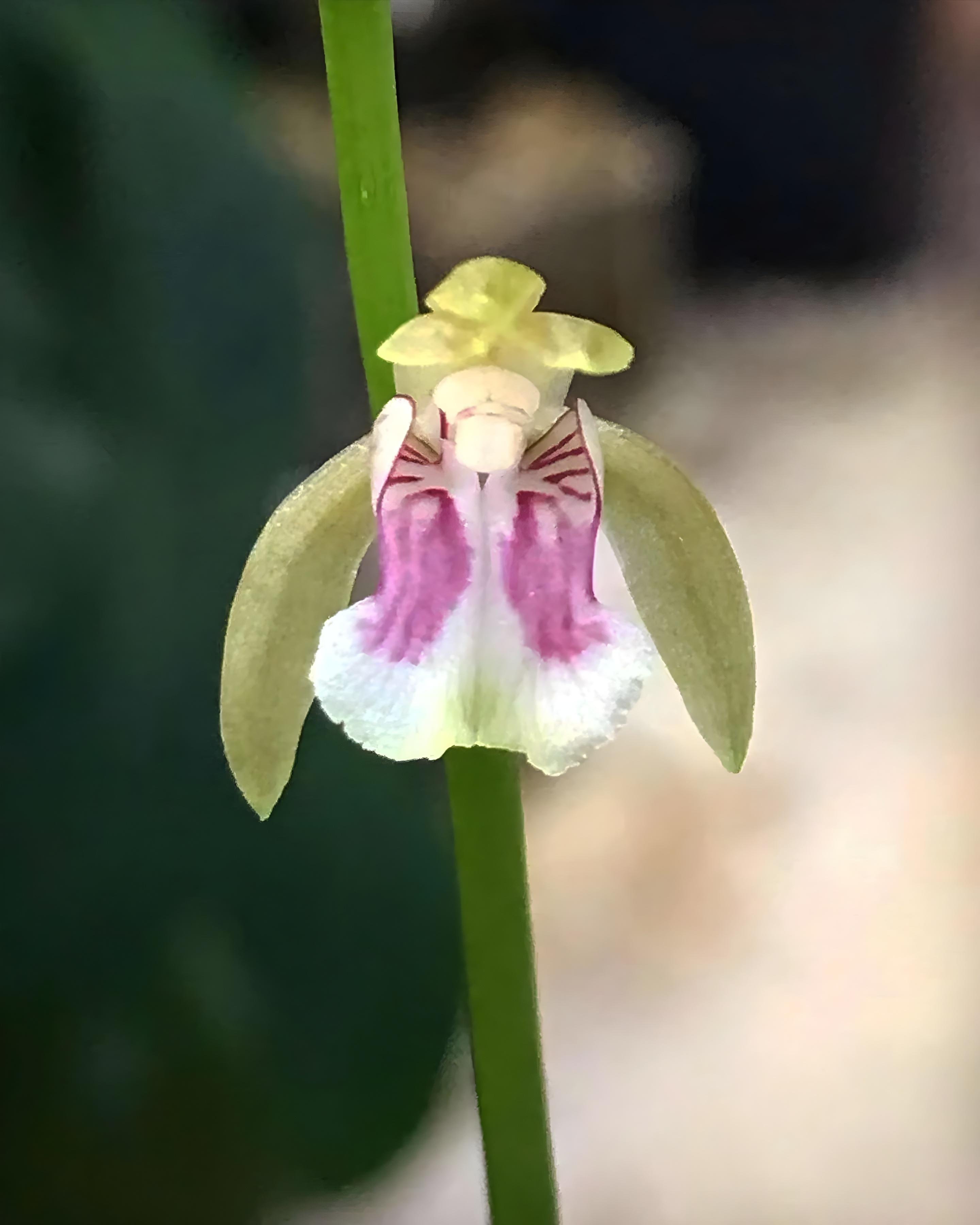 Orquídeas de Sian Ka'an, Un Maravillosos Tesoro Vegetal