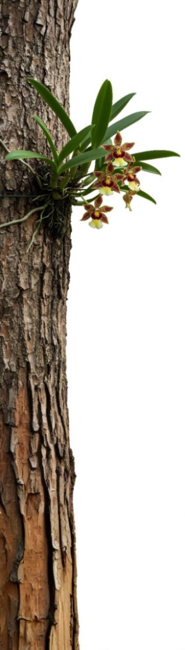 Orquídeas de Sian Ka'an, Un Maravillosos Tesoro Vegetal