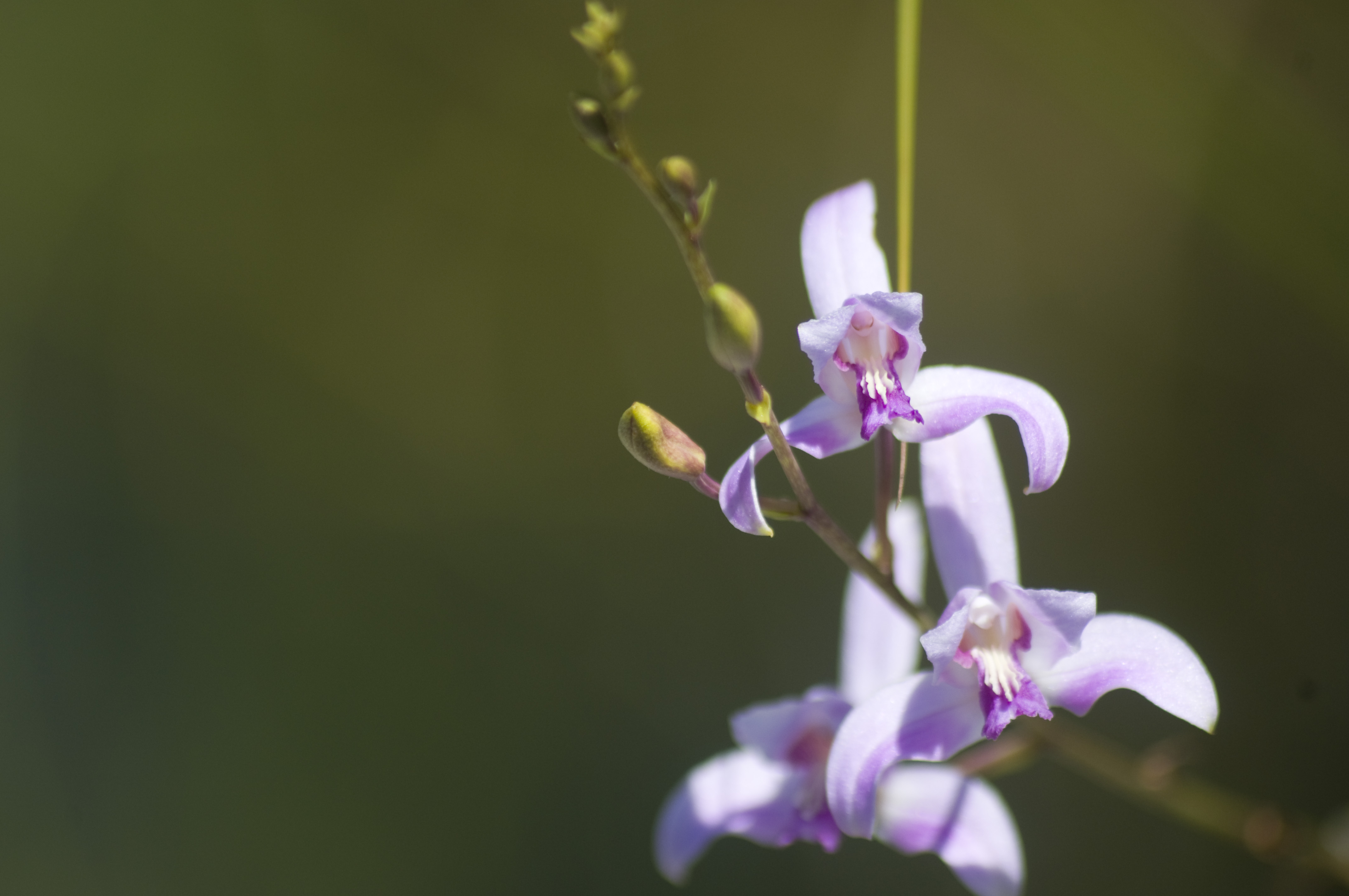 Orquídeas de Sian Ka'an, Un Maravillosos Tesoro Vegetal