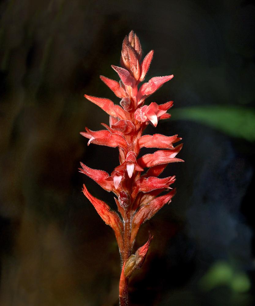 Orquídeas de Sian Ka'an, Un Maravillosos Tesoro Vegetal
