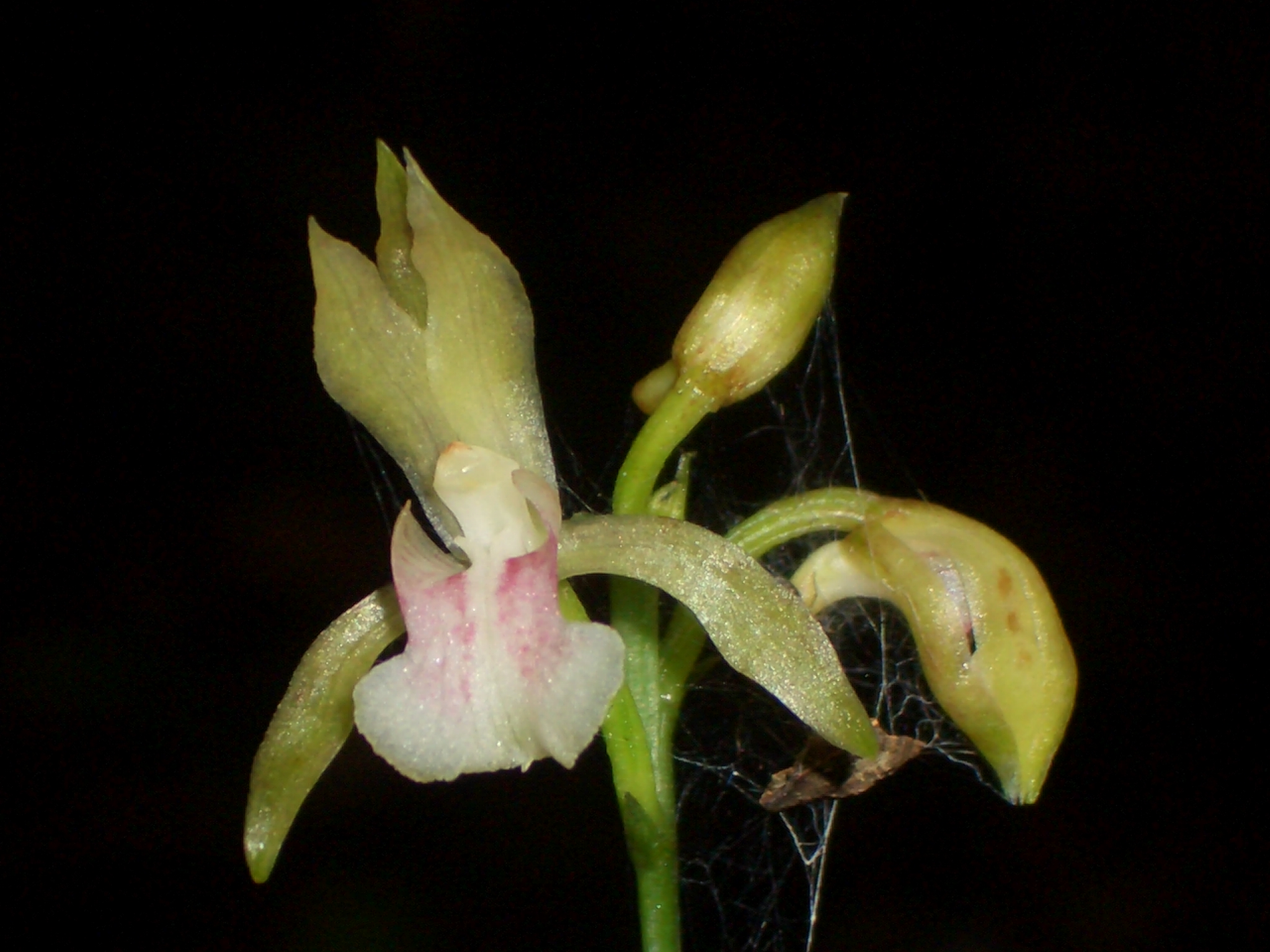 Orquídeas de Sian Ka'an, Un Maravillosos Tesoro Vegetal