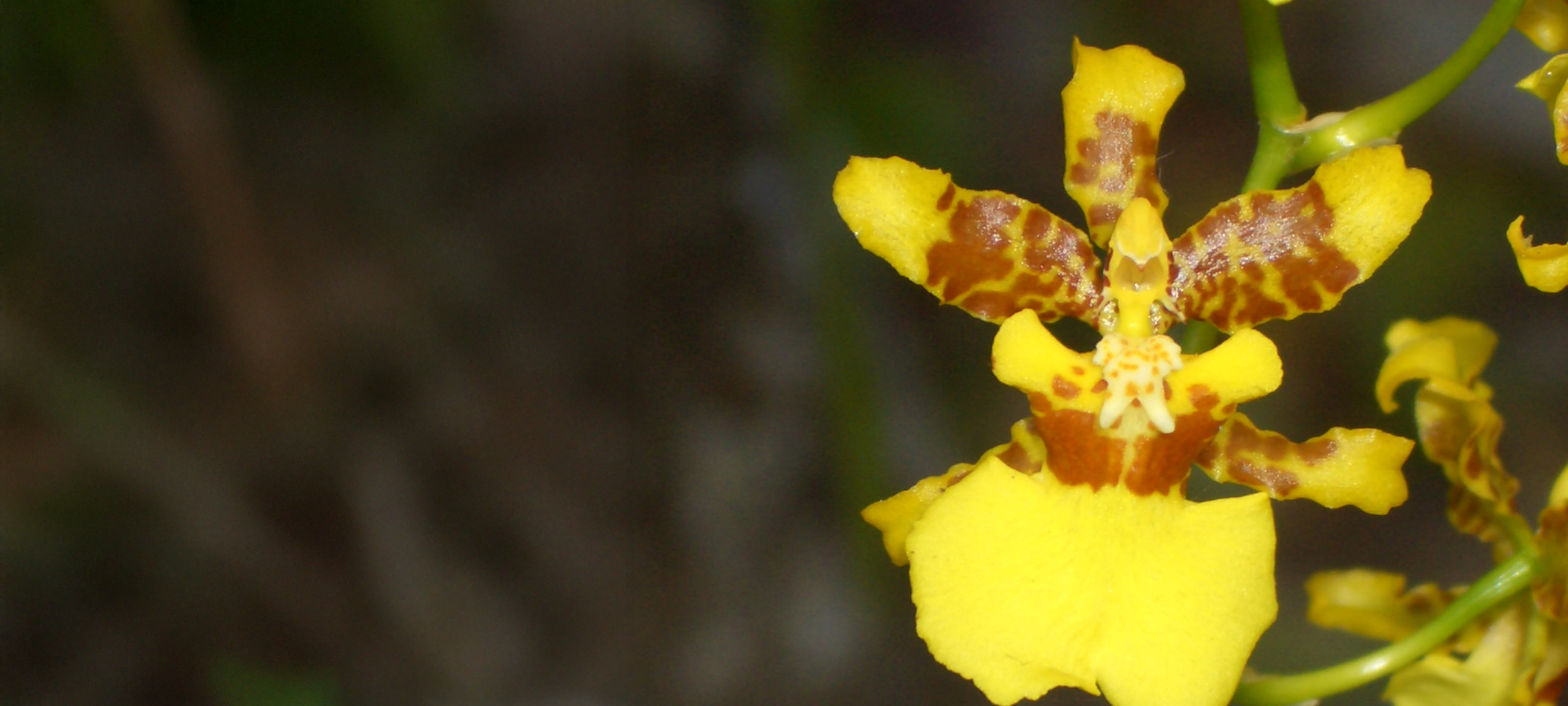 Orquídeas de Sian Ka'an, Un Maravillosos Tesoro Vegetal