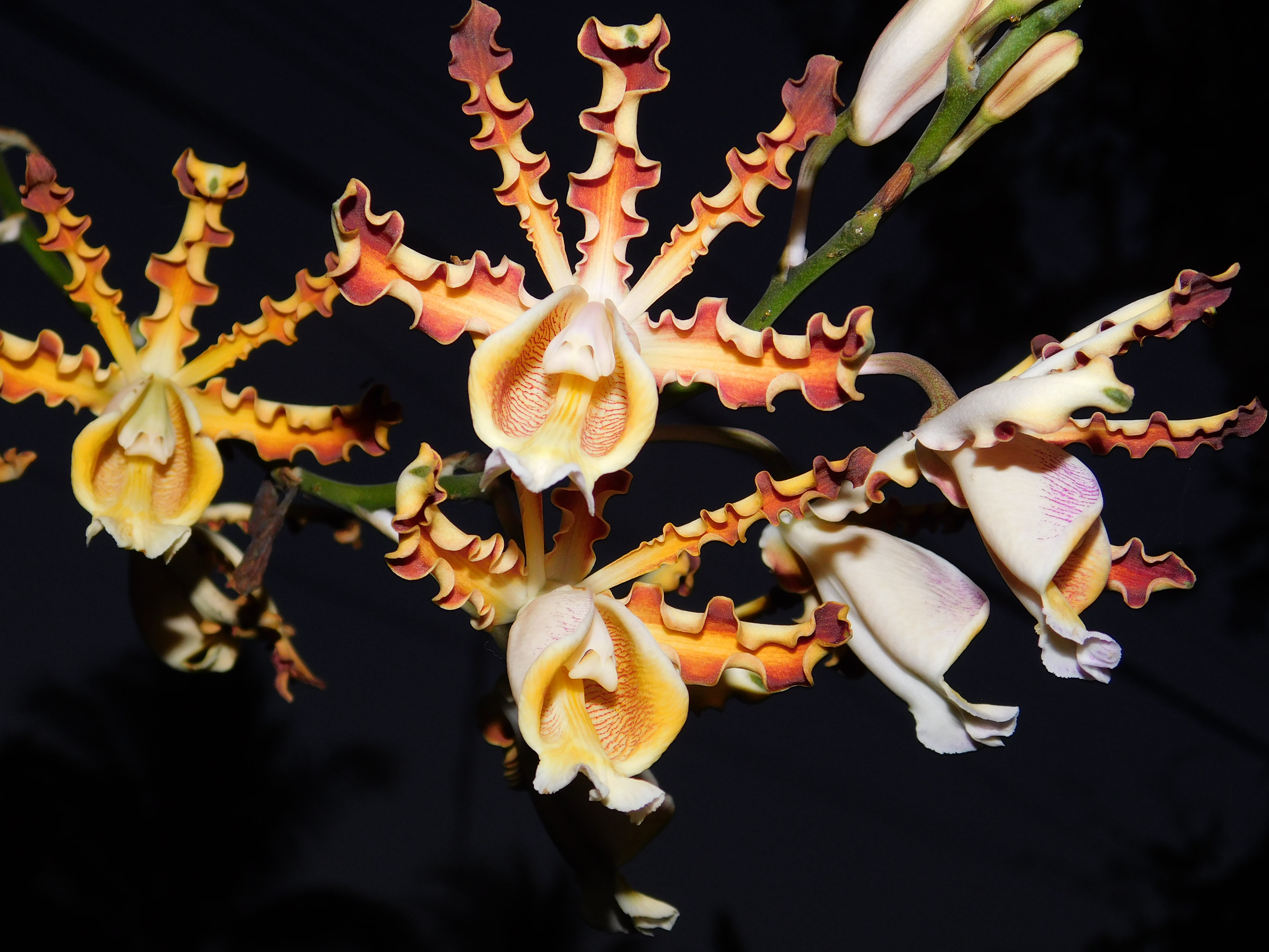 Orquídeas de Sian Ka'an, Un Maravillosos Tesoro Vegetal