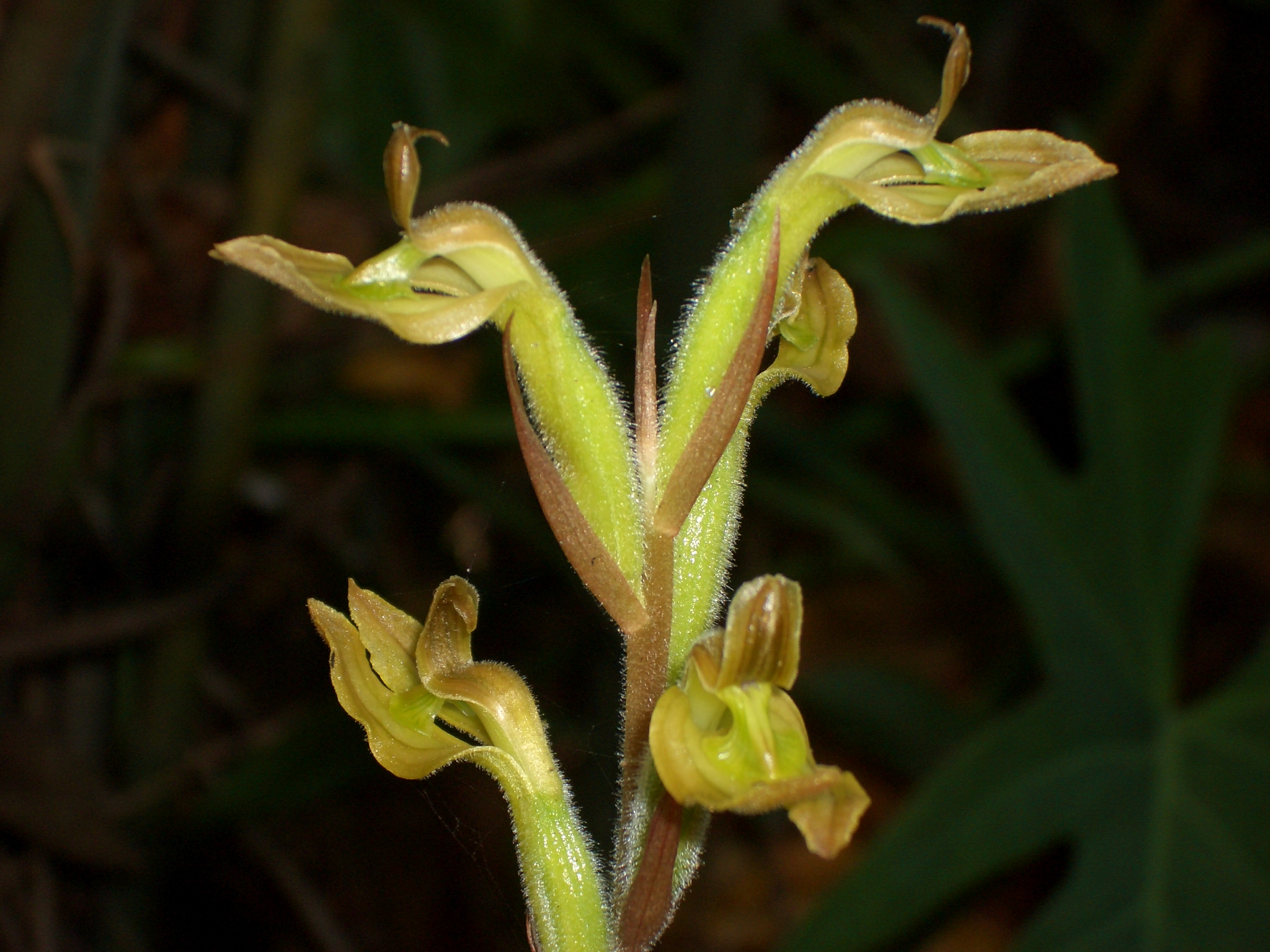 Orquídeas de Sian Ka'an, Un Maravillosos Tesoro Vegetal