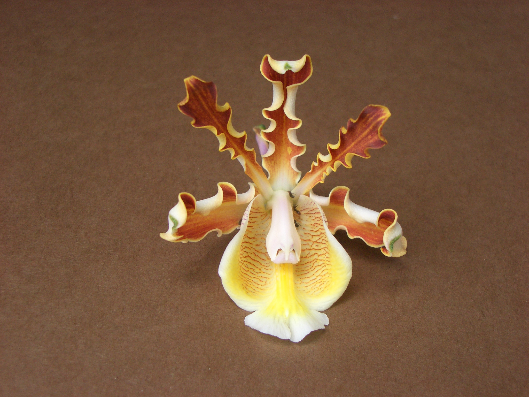 Orquídeas de Sian Ka'an, Un Maravillosos Tesoro Vegetal