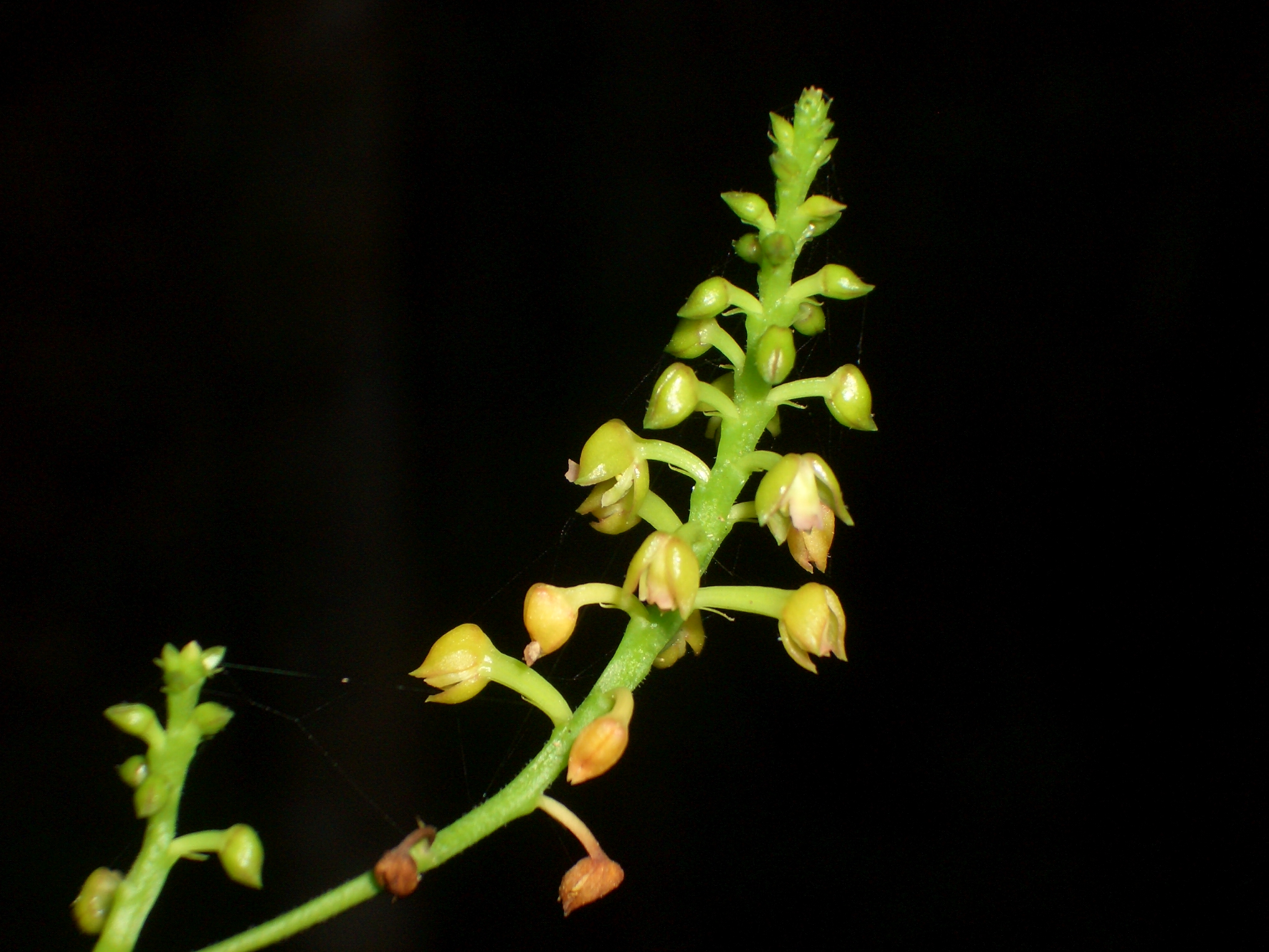 Orquídeas de Sian Ka'an, Un Maravillosos Tesoro Vegetal