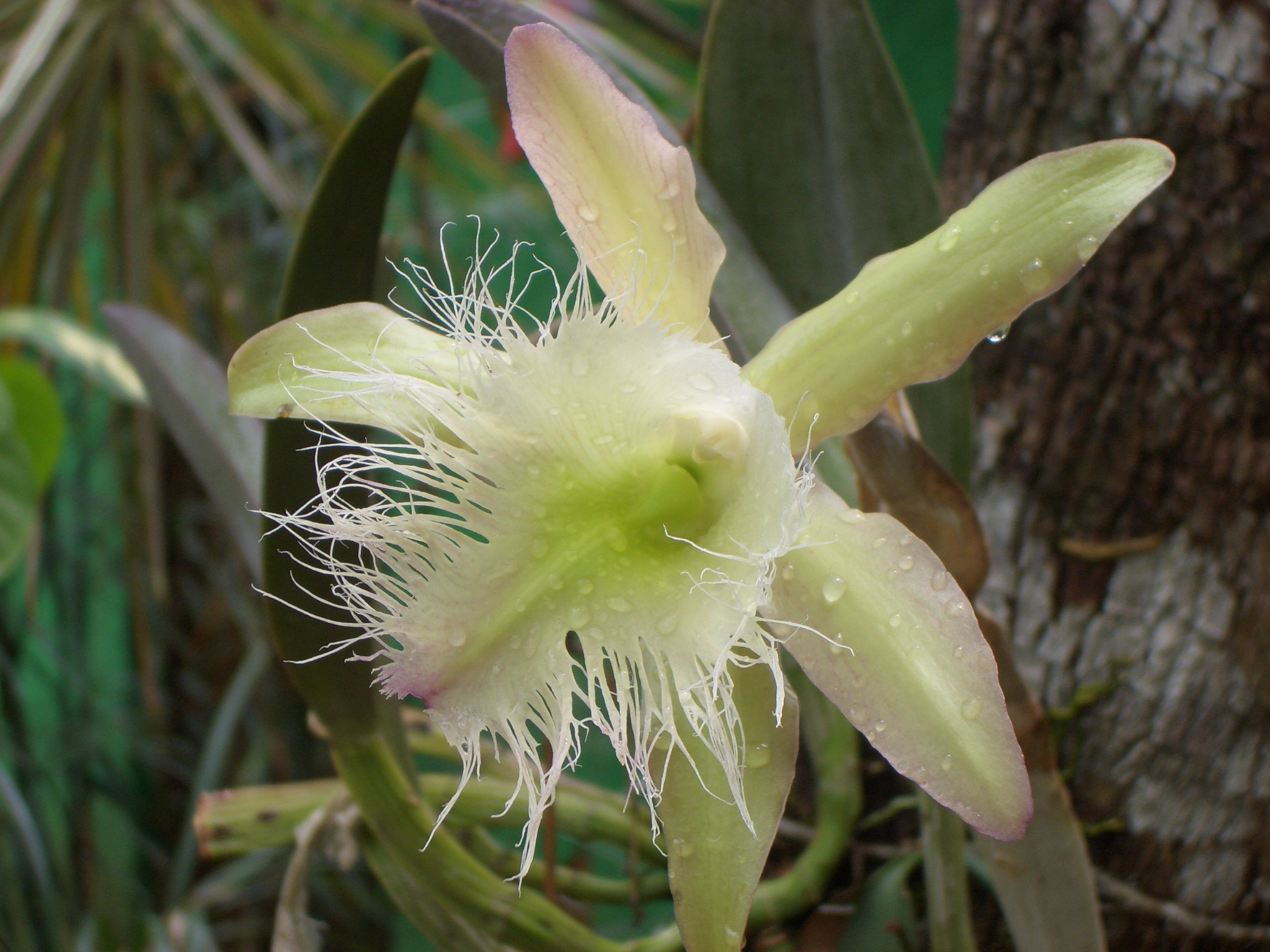 Orquídeas de Sian Ka'an, Un Maravillosos Tesoro Vegetal