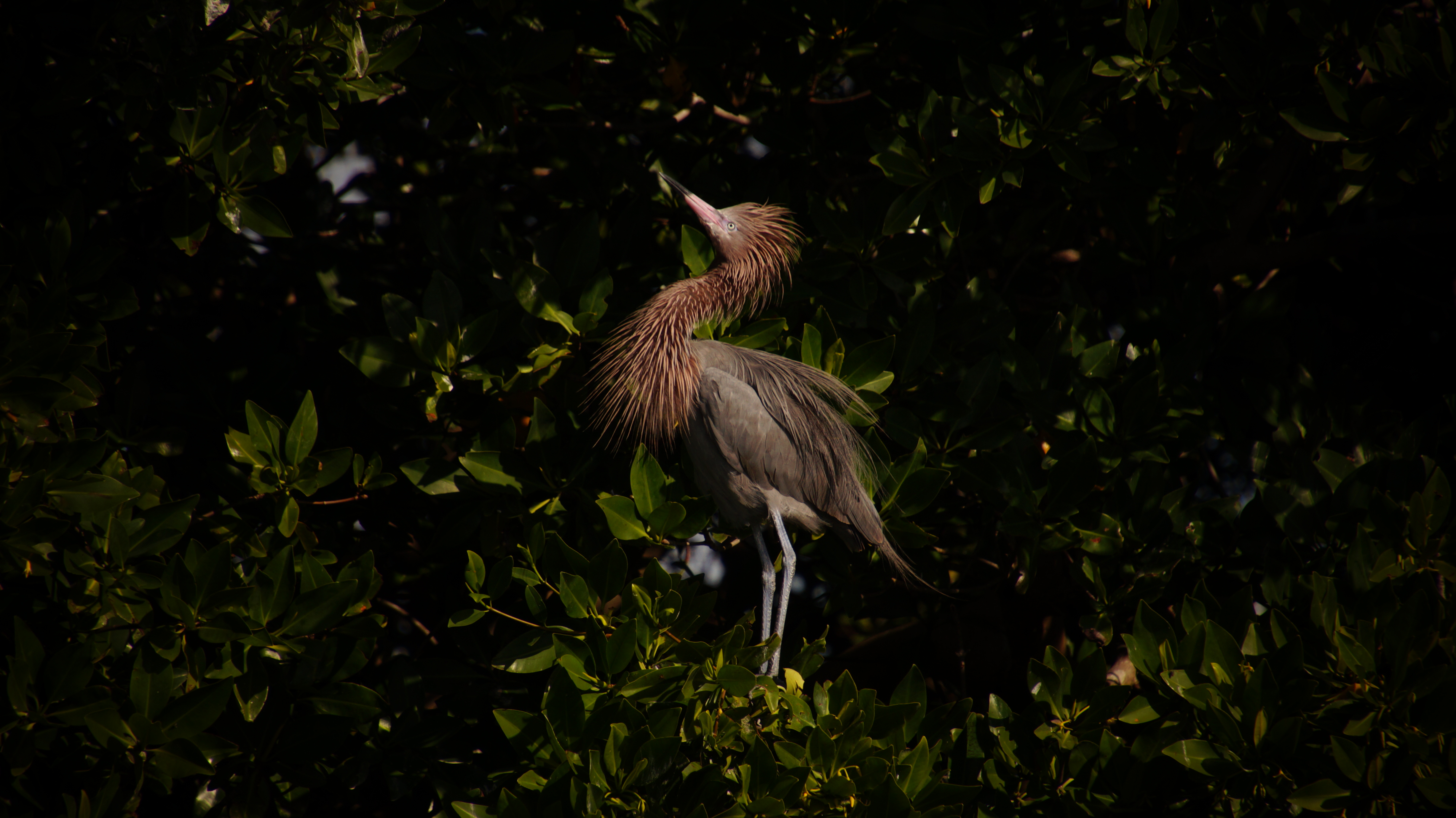 Sian Ka'an, las Alas del Cielo